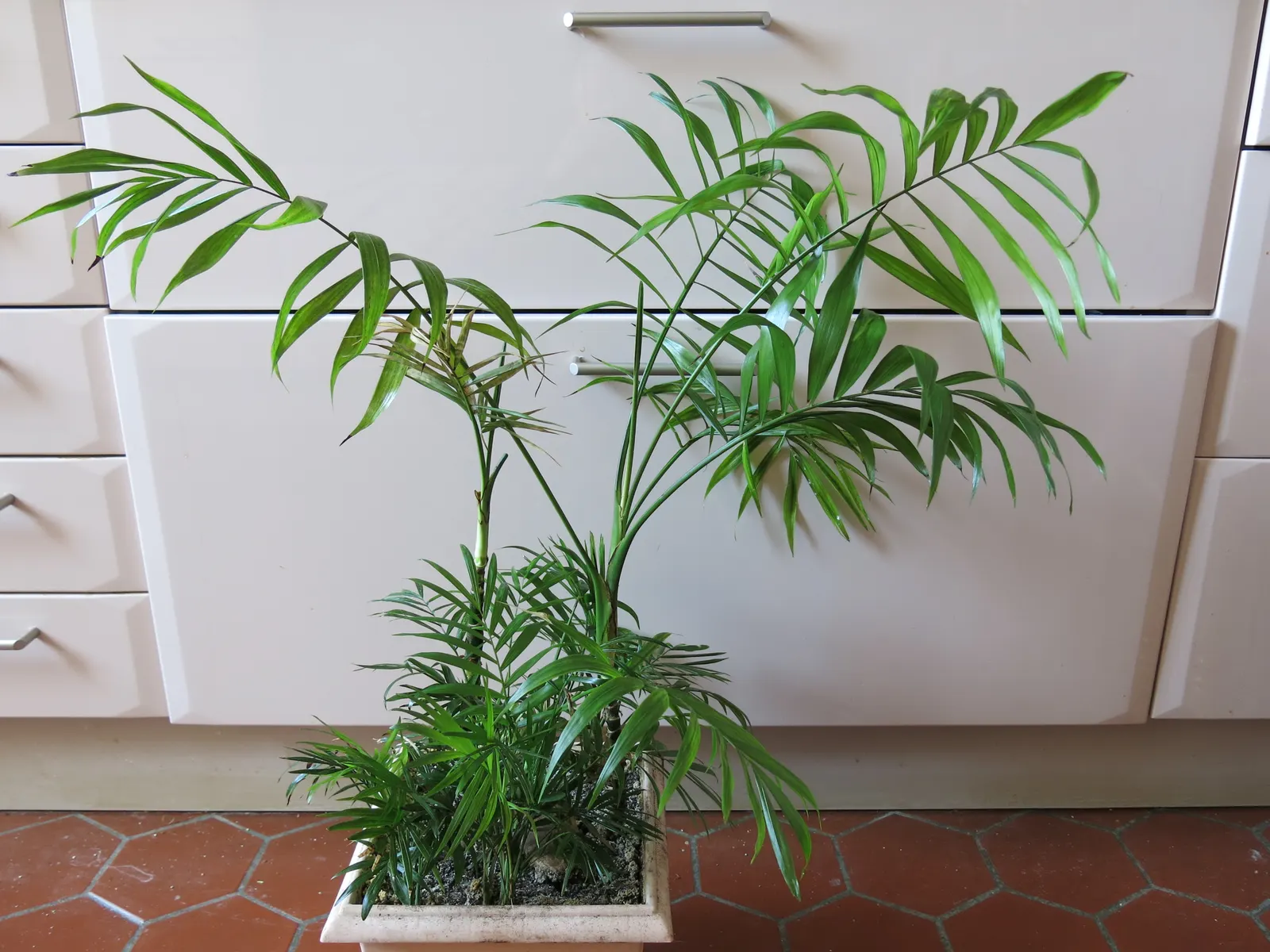 Parlor Palm (Chamaedorea Elegans) — as this can lead to root rot.<br><br>The Parlor Palm is a slow-growing species; it is a popular choice for both indoor and