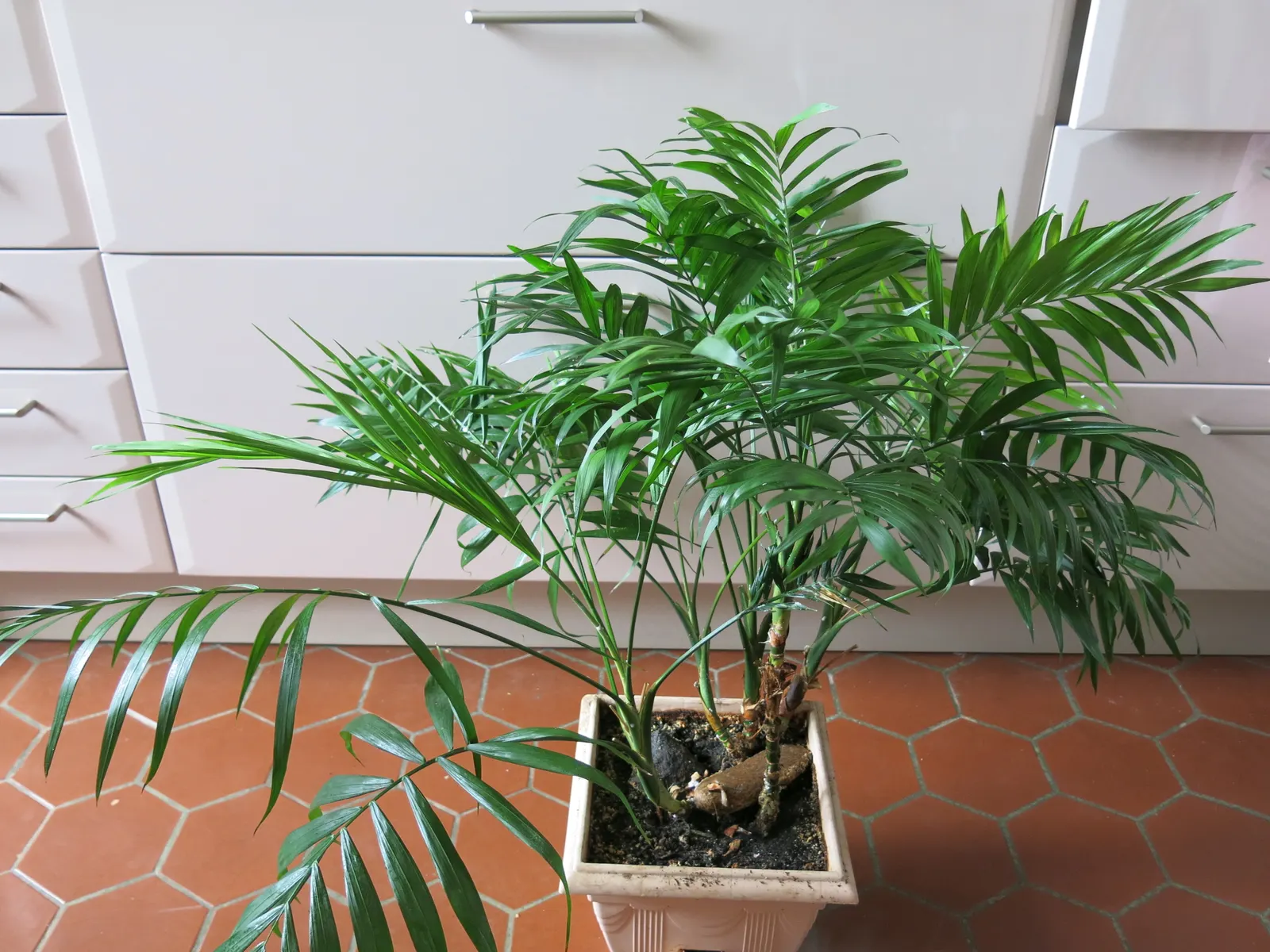 Parlor Palm (Chamaedorea Elegans) — Its delicate, feathery fronds spread out gracefully, requiring minimal care with moderate watering; the Parlor Palm has a