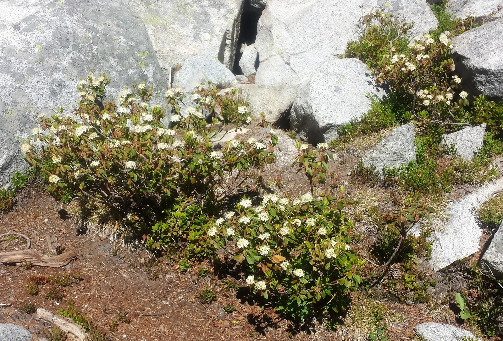 Western Labrador Tea (Rhododendron Columbianum) — commonly known as Western Labrador Tea