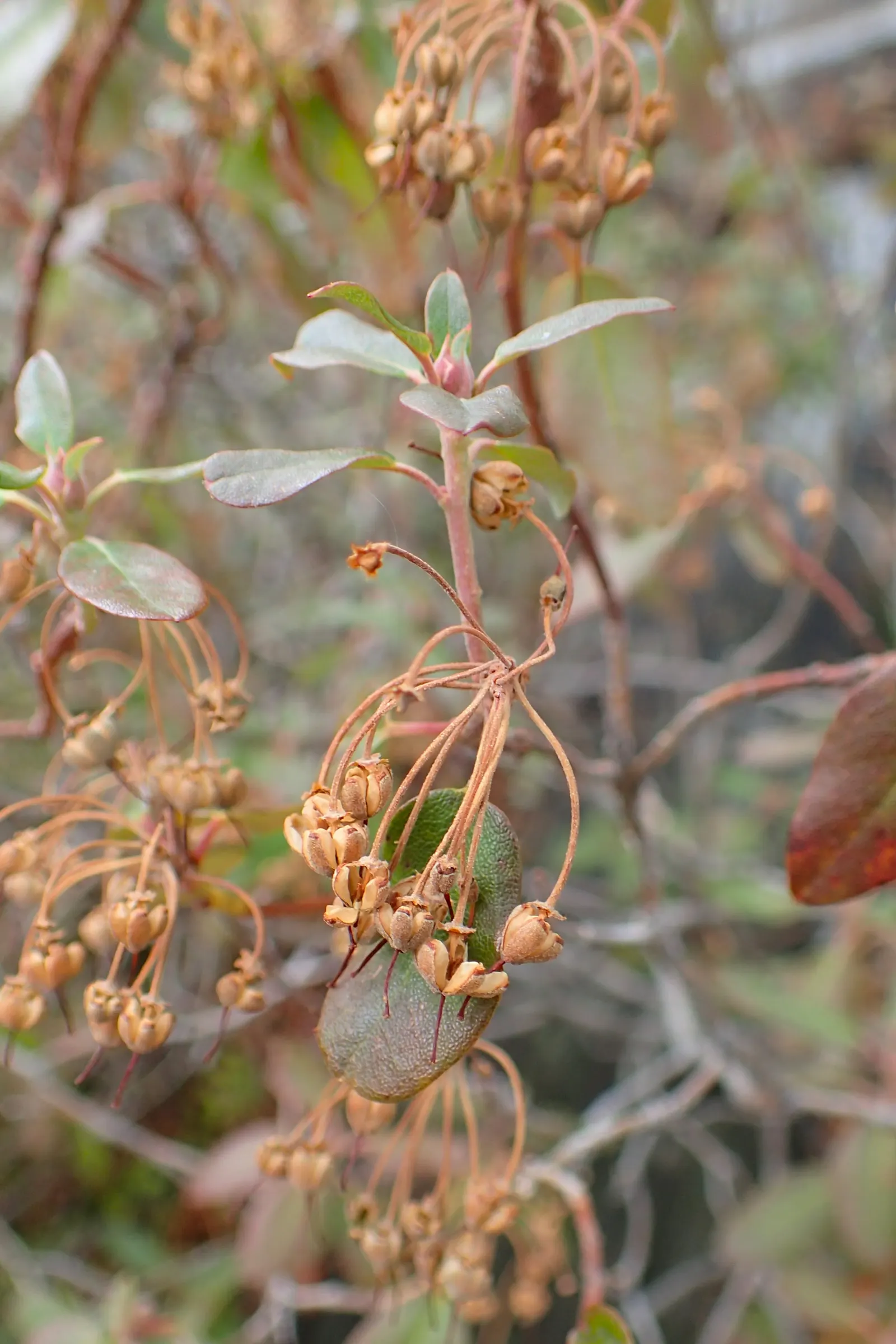 Western Labrador Tea (Rhododendron Columbianum) — measuring about 1 to 2 inches in length