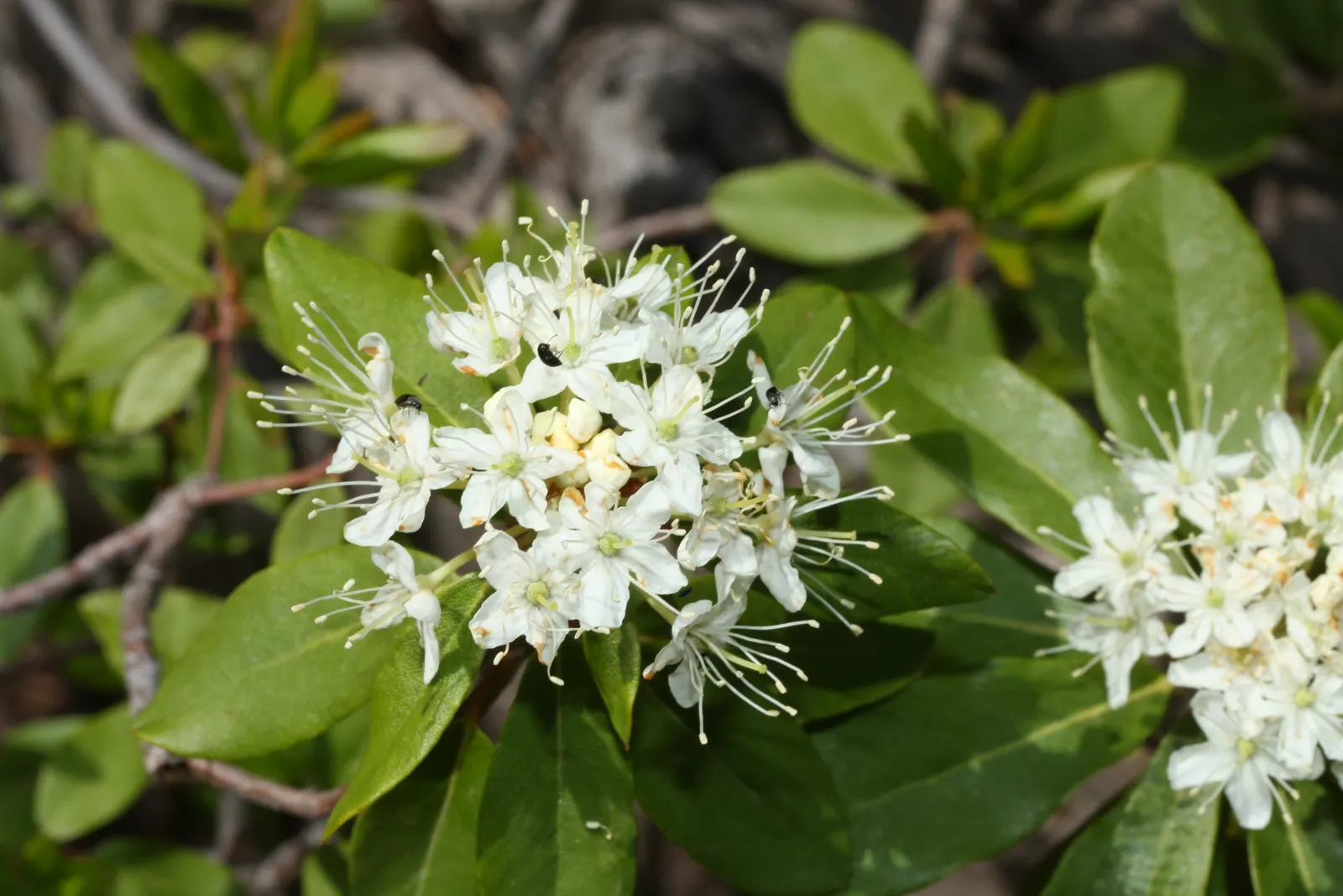Western Labrador Tea (Rhododendron Columbianum) — With its unique foliage and attractive flowers