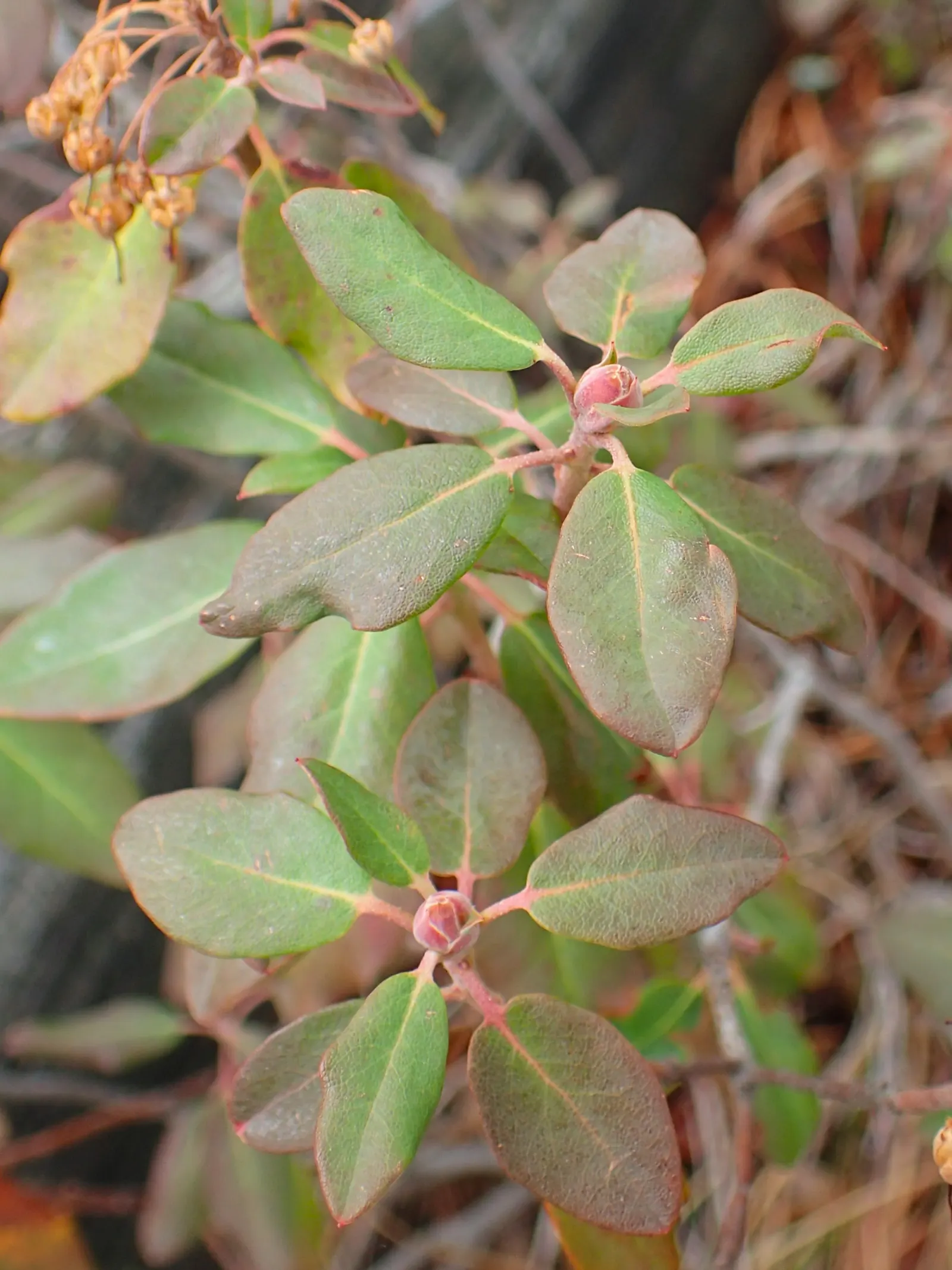 Western Labrador Tea (Rhododendron Columbianum) — is a distinctive evergreen shrub indigenous to the moist coniferous forests of the Pacific Northwest