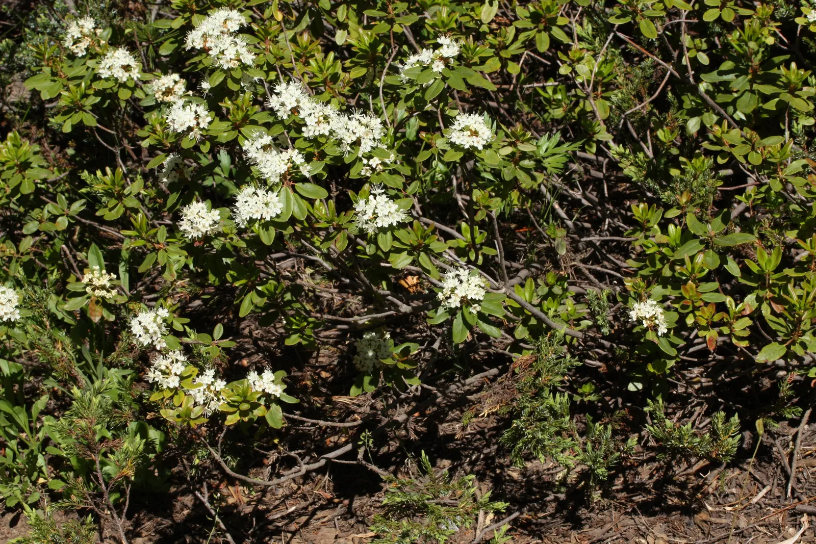 Western Labrador Tea (Rhododendron Columbianum) — although in some instances it may reach up to 8 feet