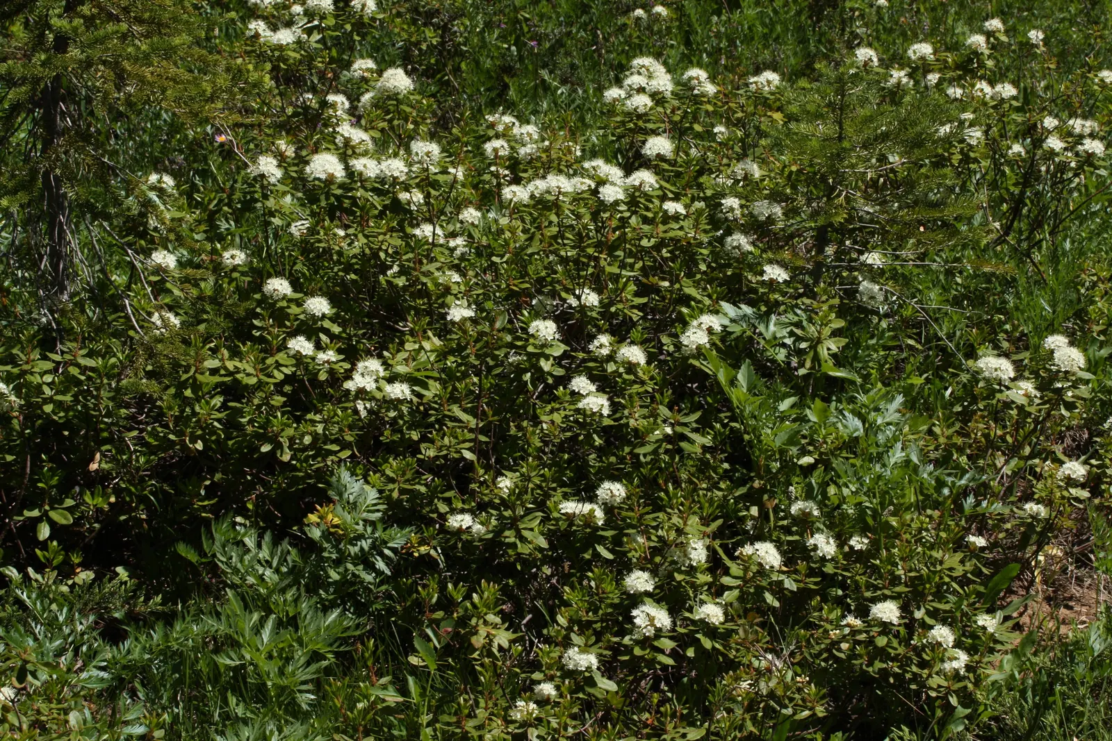 Western Labrador Tea (Rhododendron Columbianum) — It thrives in partial shade but can tolerate full sun in cooler climates as long as adequate water is provided