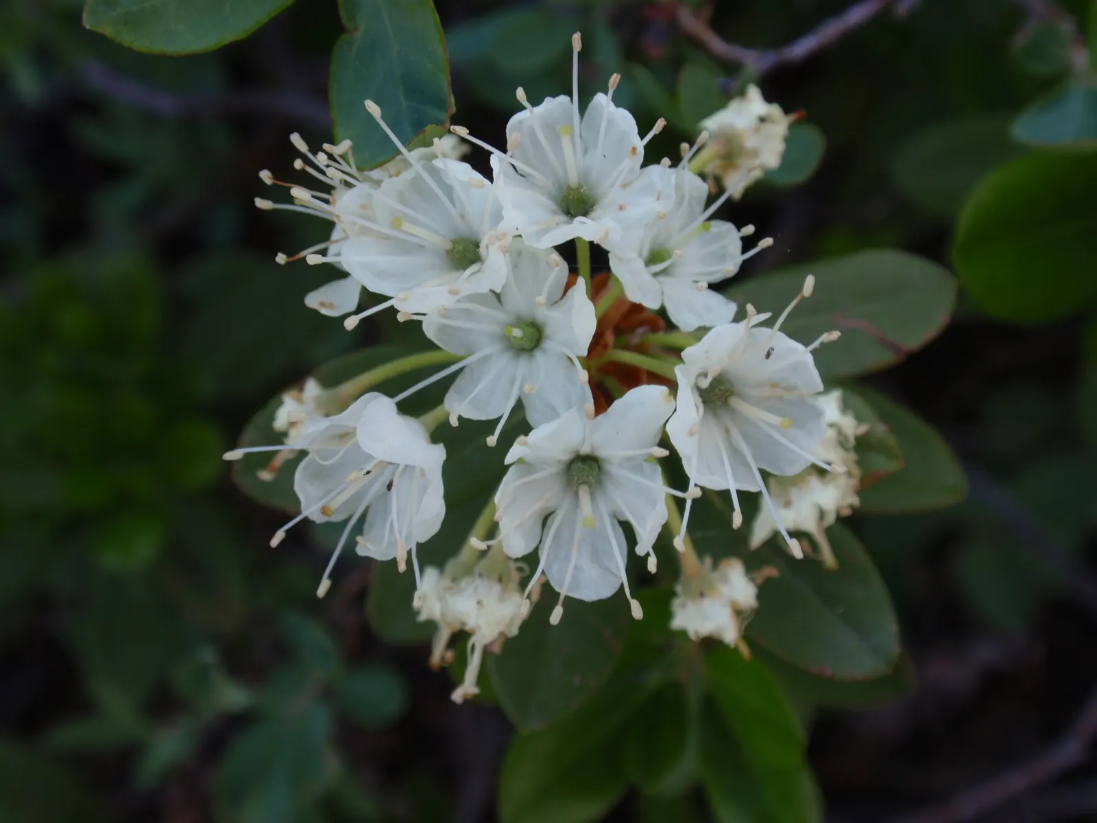 Western Labrador Tea (Rhododendron Columbianum) — offering year-round interest and native appeal