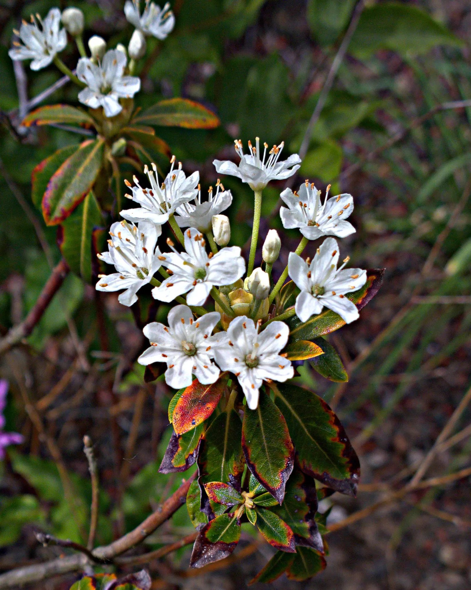 Western Labrador Tea (Rhododendron Columbianum) — the plant is relatively low maintenance but does require consistent moisture