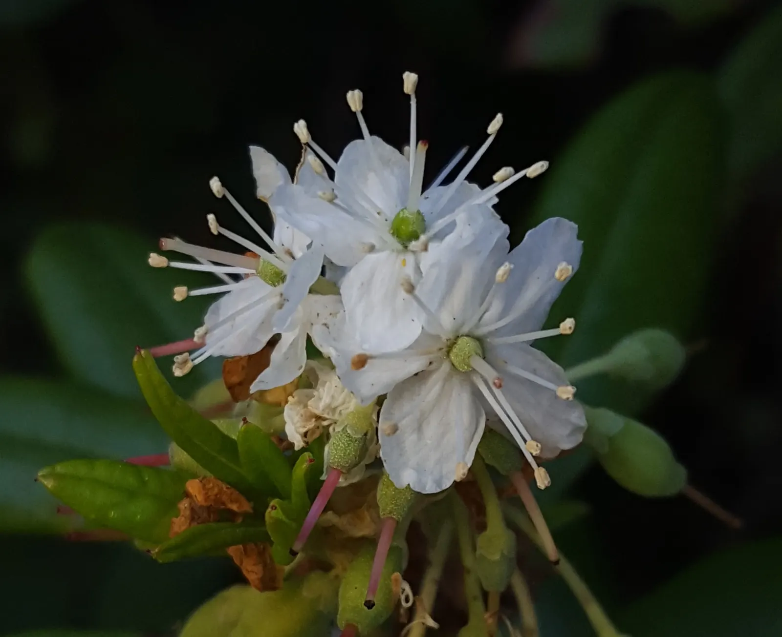Western Labrador Tea (Rhododendron Columbianum) — which are notably lance-shaped
