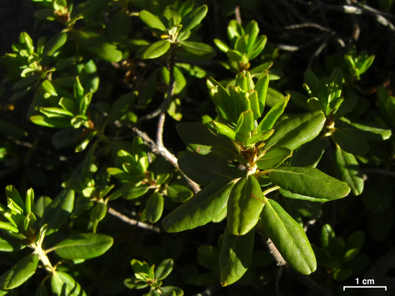 Western Labrador Tea (Rhododendron Columbianum) — it's ideal for boggy areas and woodland gardens