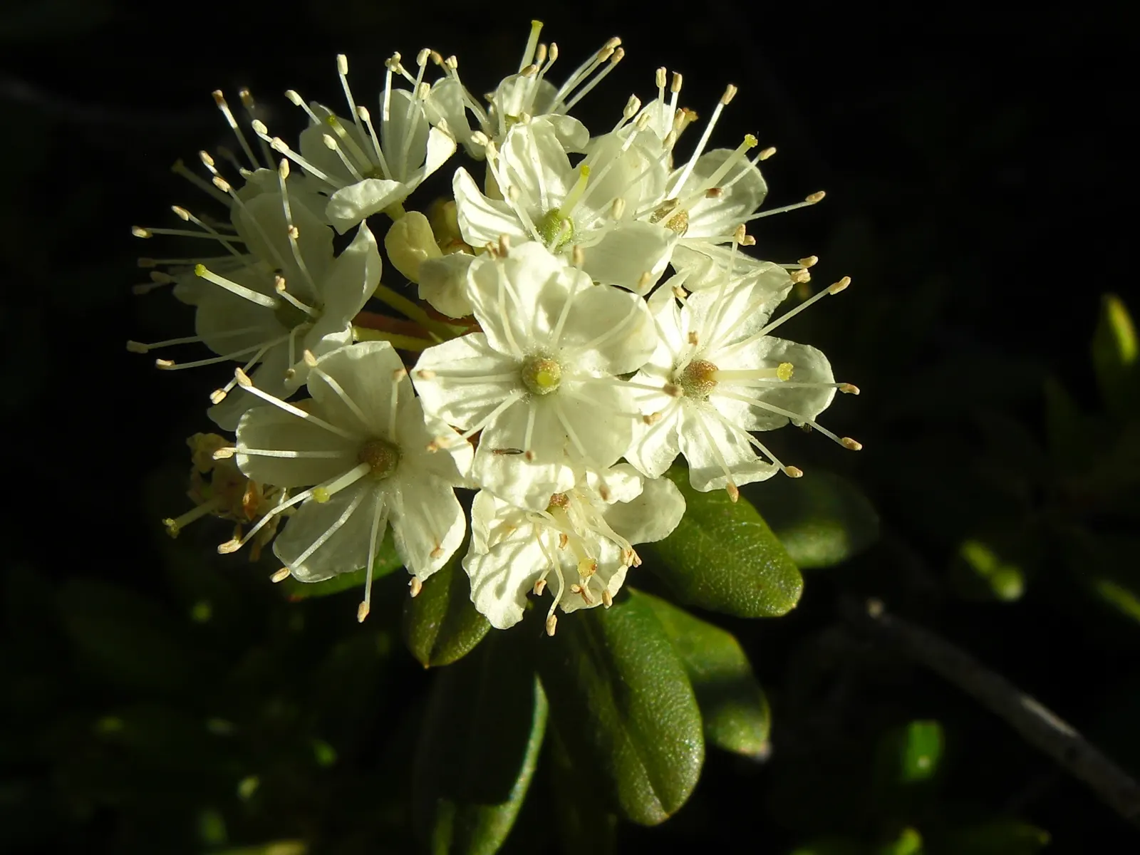 Western Labrador Tea (Rhododendron Columbianum) — pale-yellow flowers blooming in late spring to early summer
