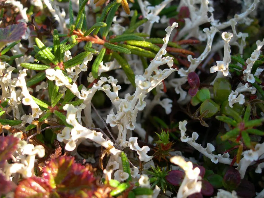 Western Labrador Tea (Rhododendron Columbianum) — it boasts clusters of delicate white to pale pink flowers that provide a modest yet appealing visual interest