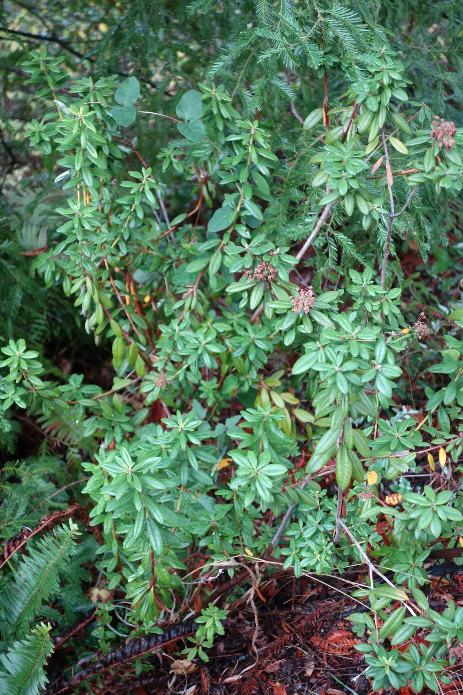 Western Labrador Tea (Rhododendron Columbianum) — is an evergreen shrub native to North America