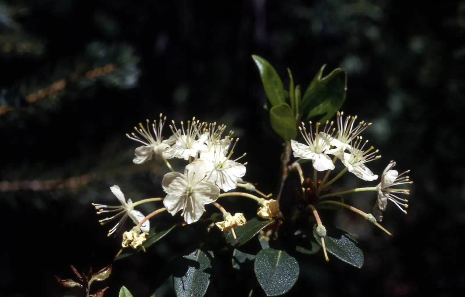 Western Labrador Tea (Rhododendron Columbianum) — It features leathery green leaves and clusters of showy