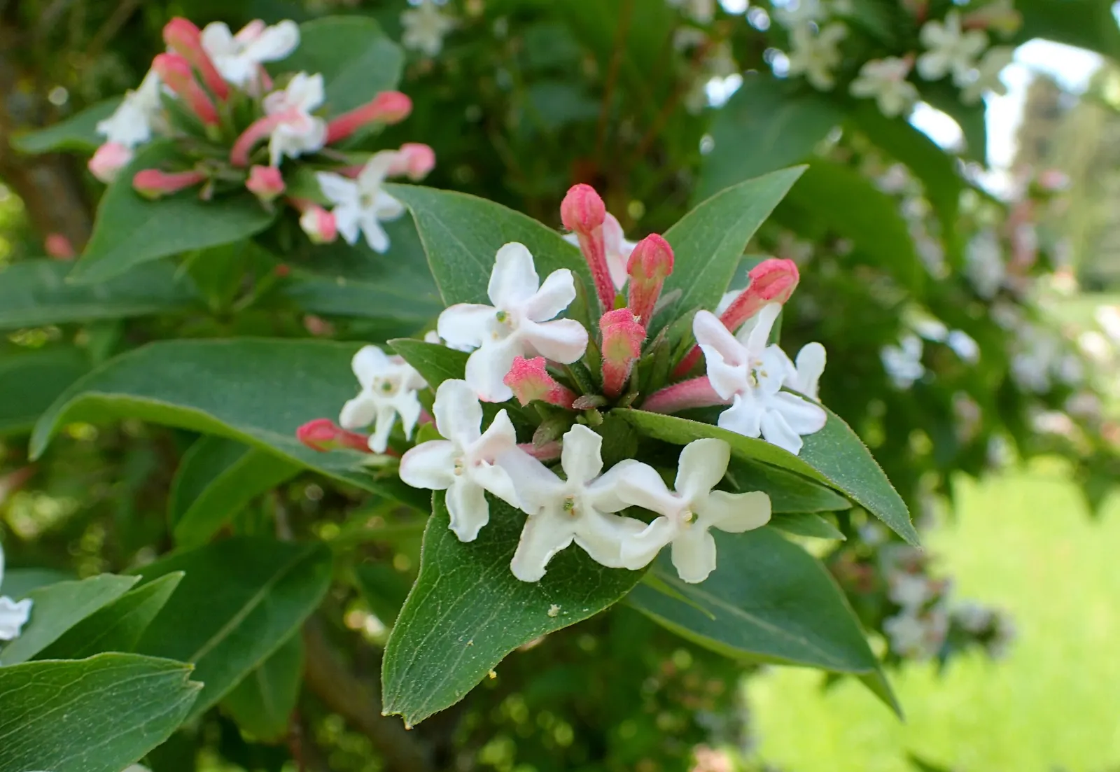 Fragrant Abelia (Abelia Mosanensis) — prized for its multi-season interest and delightful fragrance