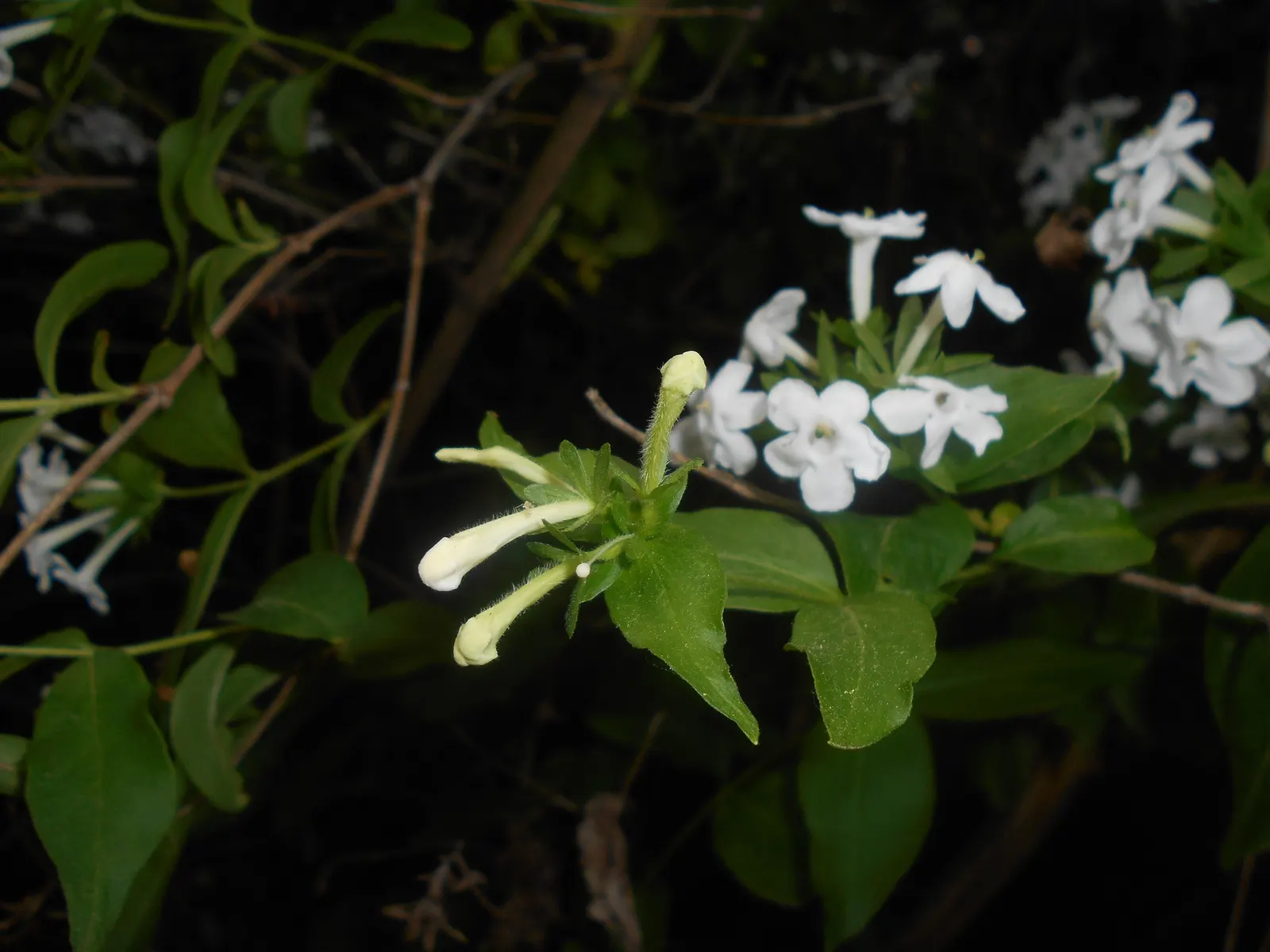 Fragrant Abelia (Abelia Mosanensis) — it reaches a modest height of 4 to 6 feet and spreads outwards 4 to 6 feet as well