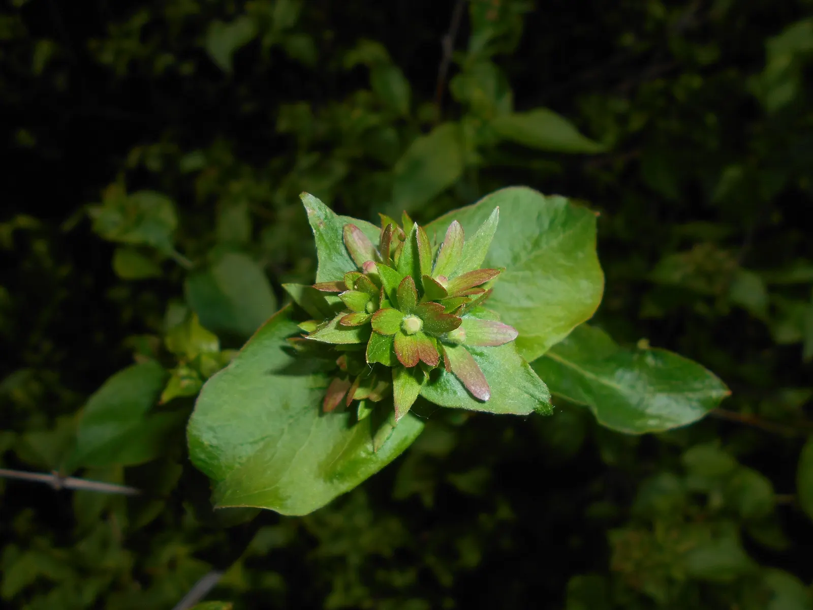 Fragrant Abelia (Abelia Mosanensis) — Regular pruning after flowering maintains its handsome shape and encourages robust new growth; measuring about 2 to 3