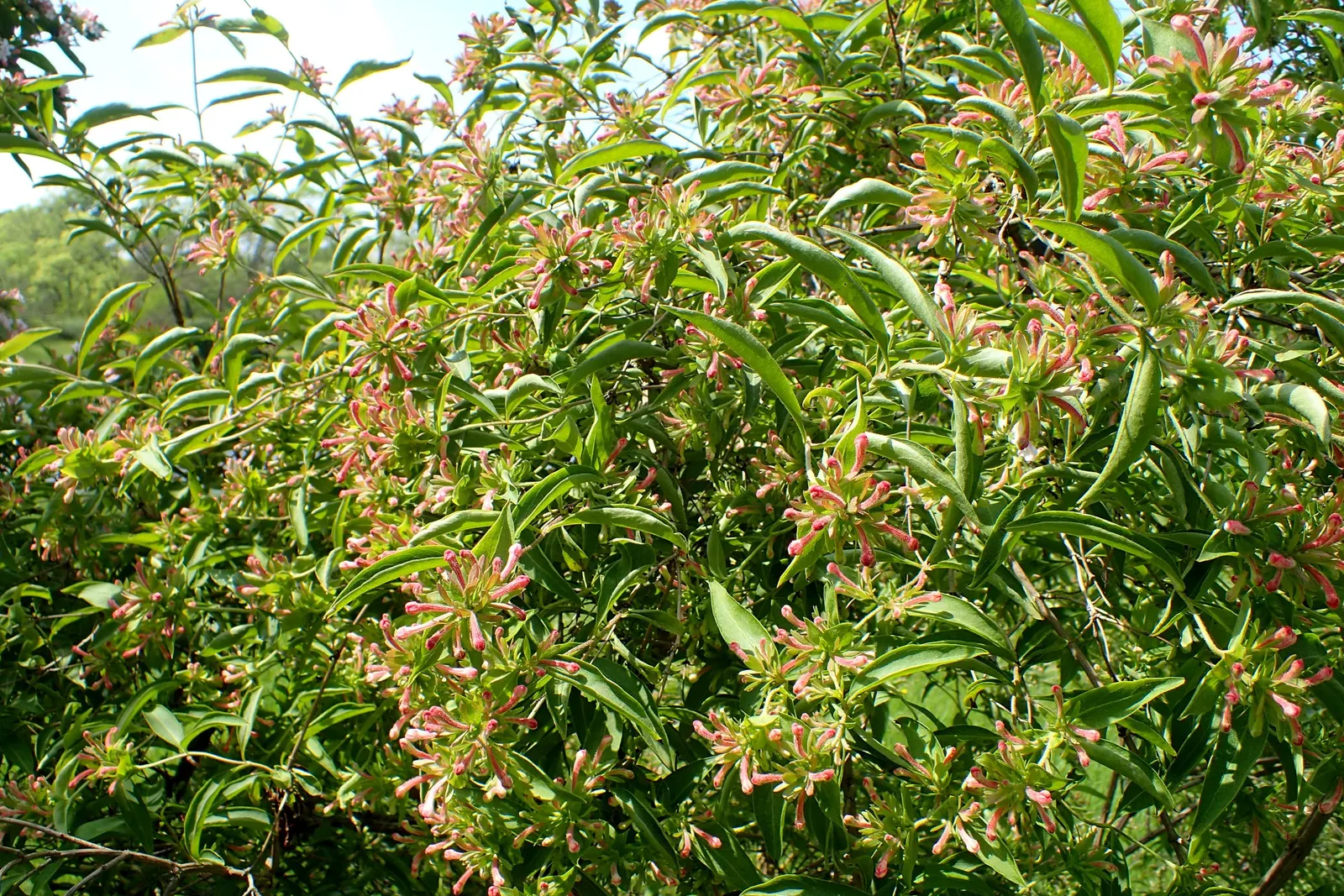 Fragrant Abelia (Abelia Mosanensis) — The Fragrant Abelia (Abelia mosanensis) is a deciduous shrub with a graceful arching habit; its green foliage, image 51