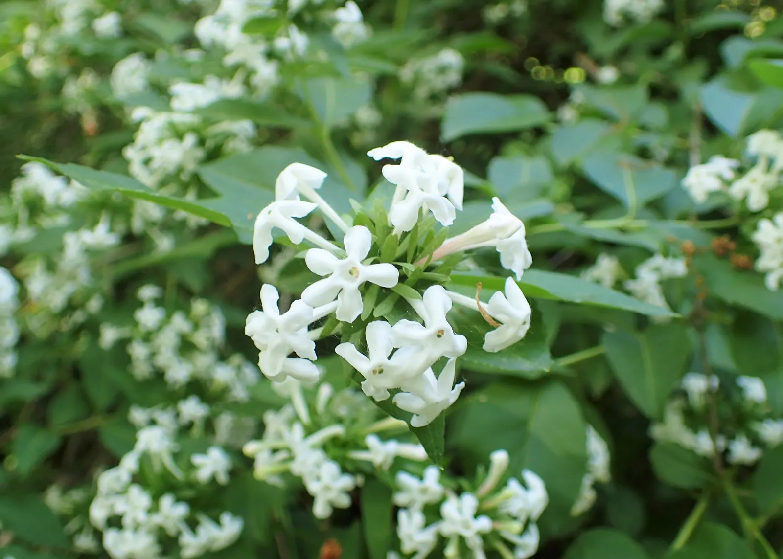 Fragrant Abelia (Abelia Mosanensis) — consider positioning it where its delightful scent can be enjoyed; pink flowers in the garden