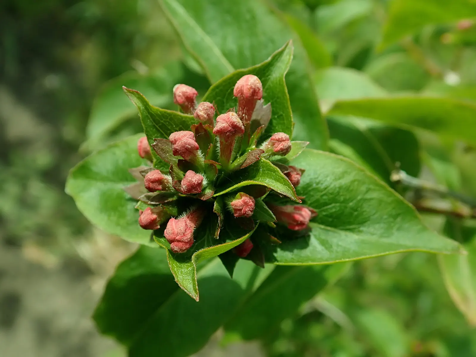 Fragrant Abelia (Abelia Mosanensis) — Its green foliage turns to alluring hues of orange and red in fall