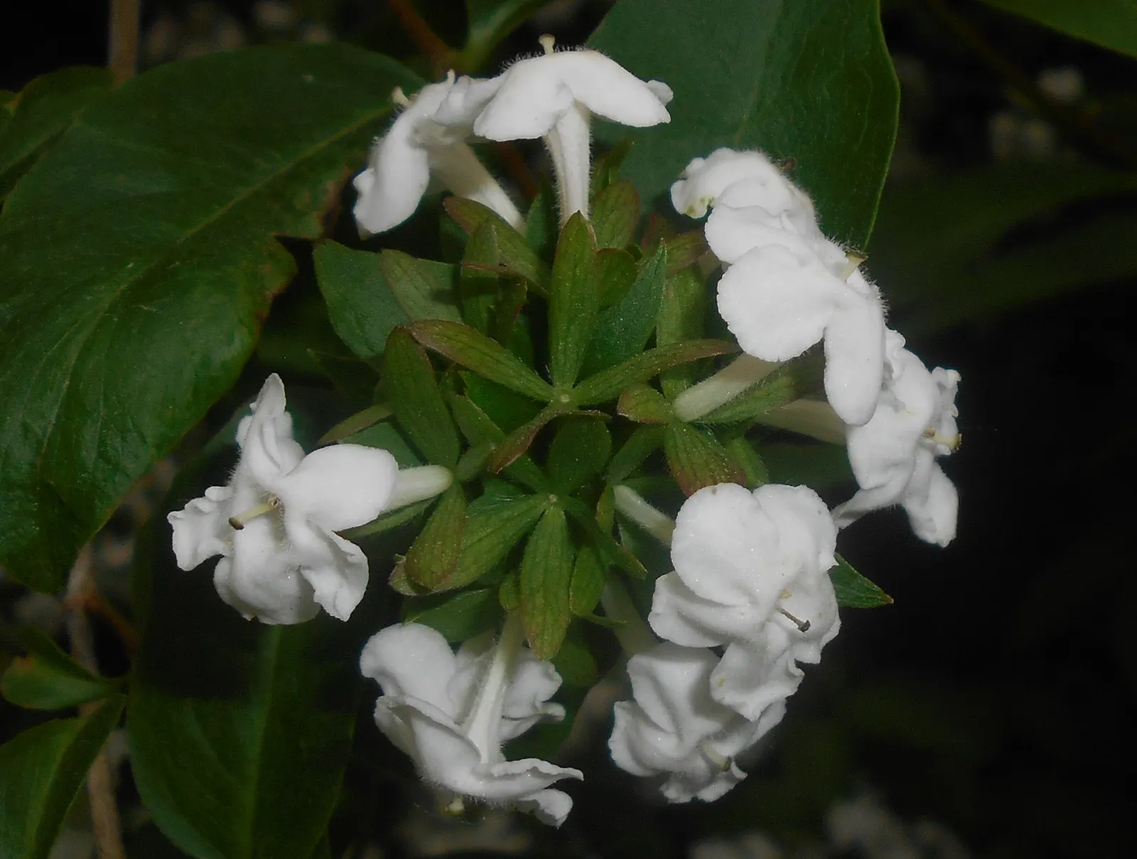 Fragrant Abelia (Abelia Mosanensis) — Hardy in Zones 5 through 8; with pale pink to white blooms that exude a sweet