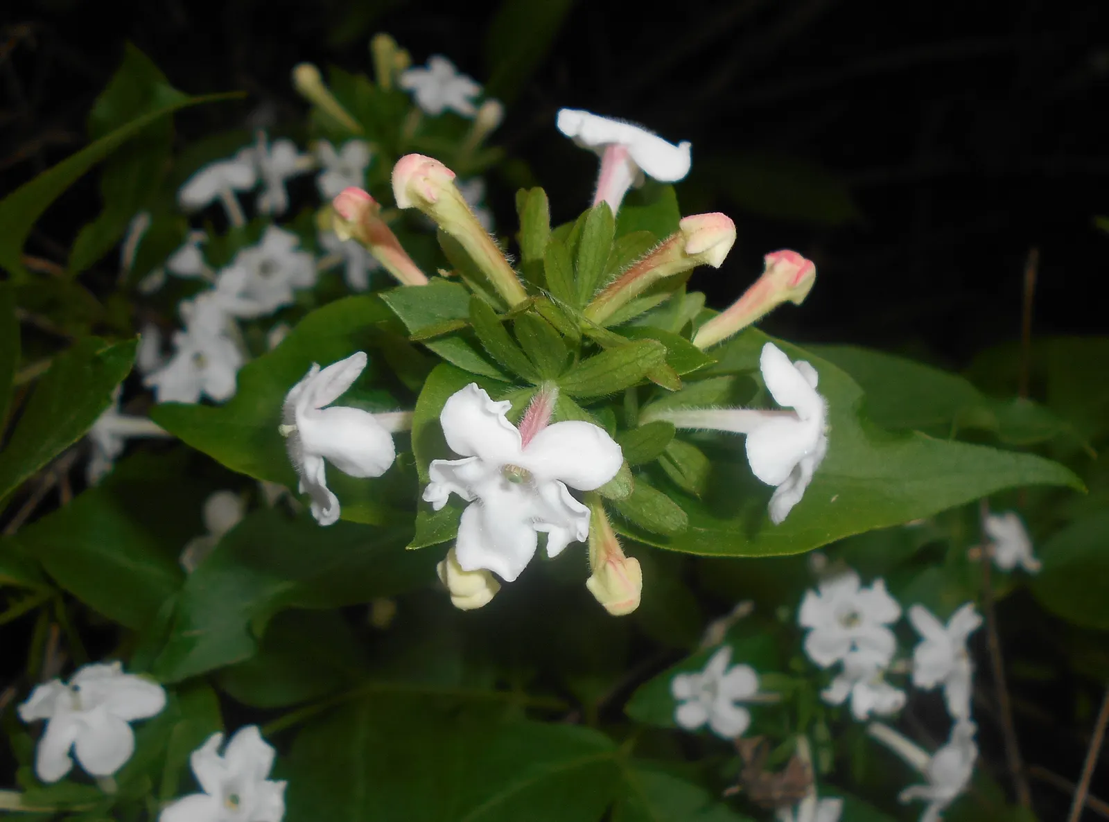 Fragrant Abelia (Abelia Mosanensis) — This hardy plant offers fragrant, bell-shaped pink blooms in late spring, attracting pollinators; consider, image 53