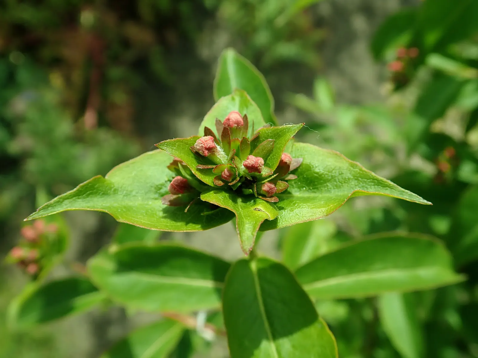 Fragrant Abelia (Abelia Mosanensis) — These blossoms are incredibly attractive to pollinators, adding a lively buzz to the garden; shrub with pink blooms