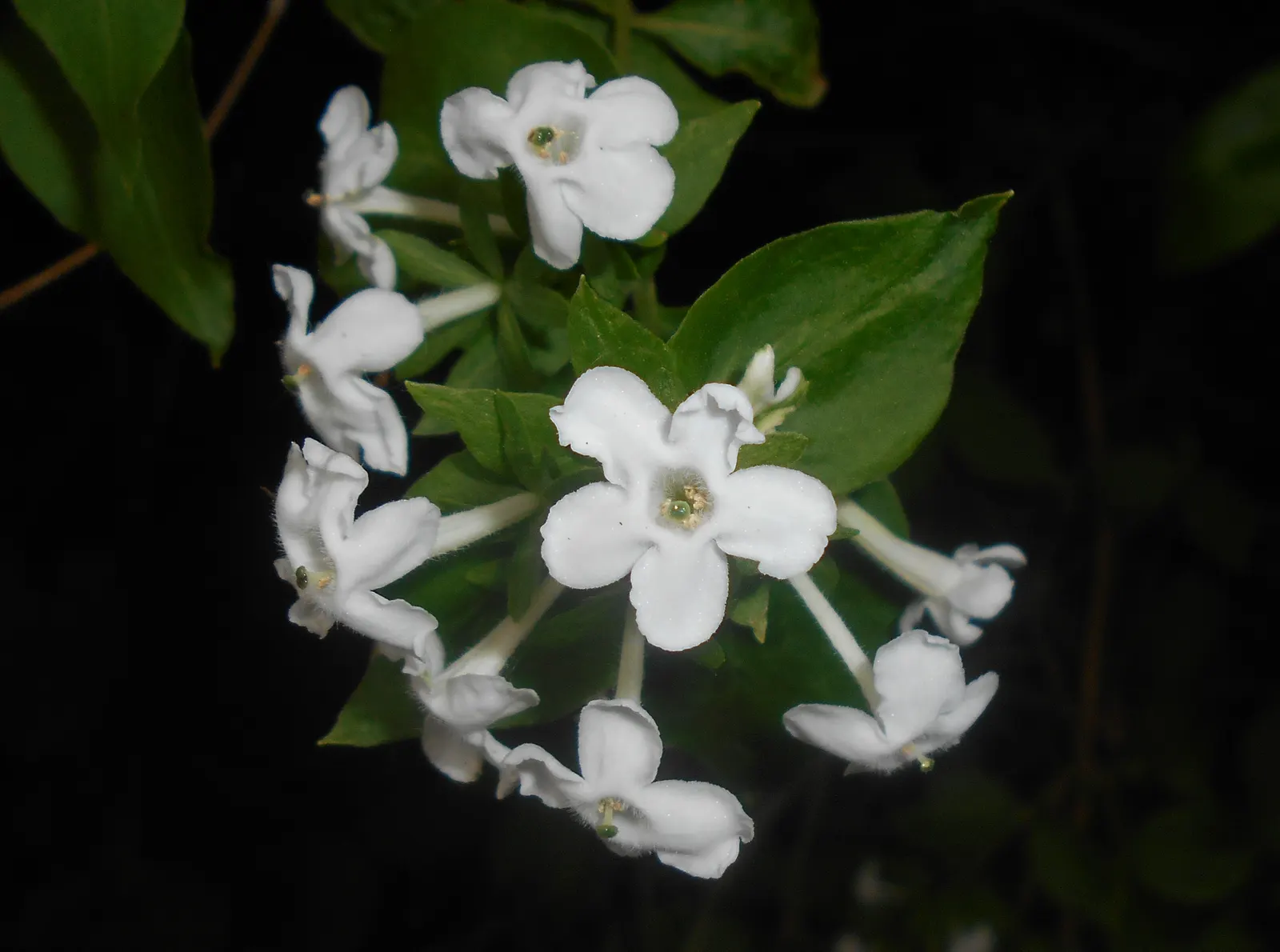 Fragrant Abelia (Abelia Mosanensis) — The Fragrant Abelia (Abelia mosanensis) is a charming deciduous shrub