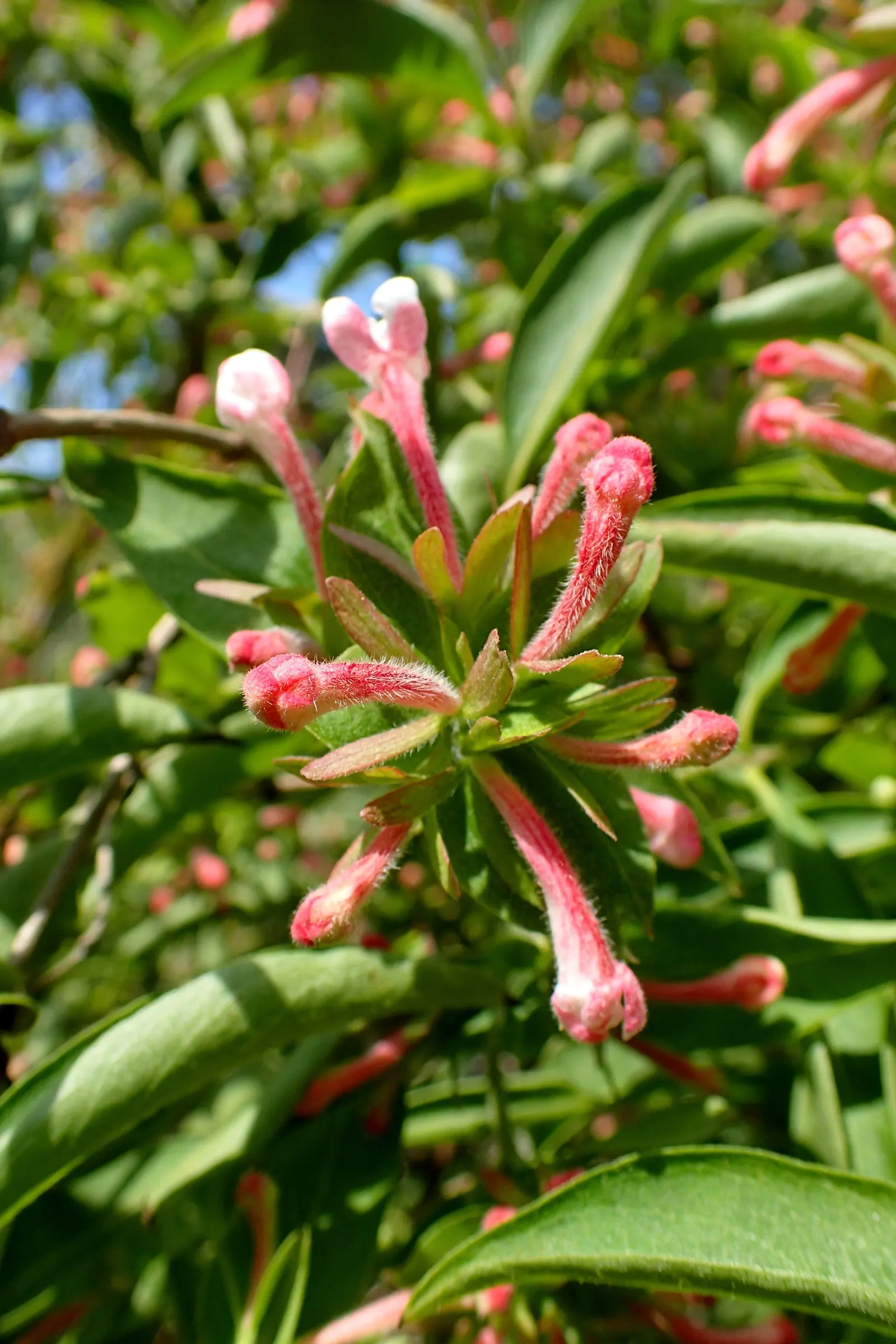 Fragrant Abelia (Abelia Mosanensis) — Ideal for mixed borders, Abelia thrives in full sun to part shade in well-draining soil; prized for its multi-season