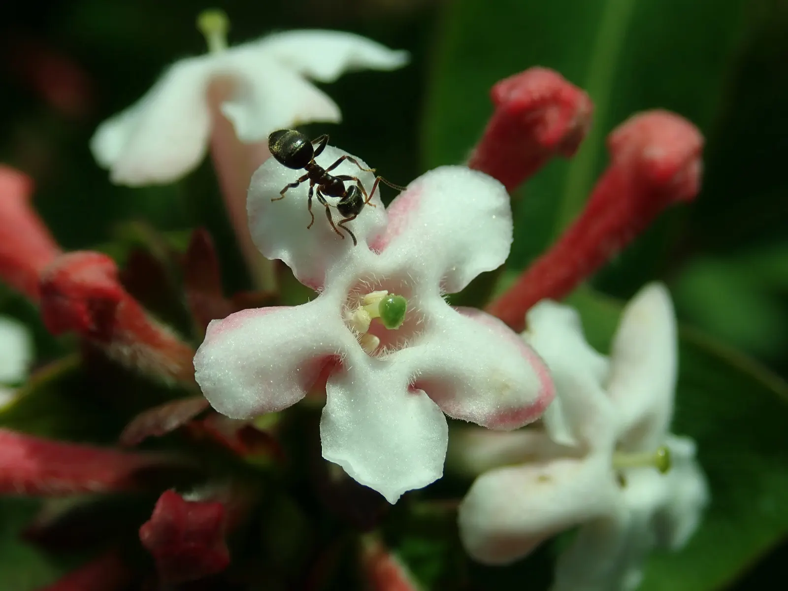 Fragrant Abelia (Abelia Mosanensis) — offering a striking contrast within the landscape.<br><br>Preferring full sun to partial shade; regular pruning after