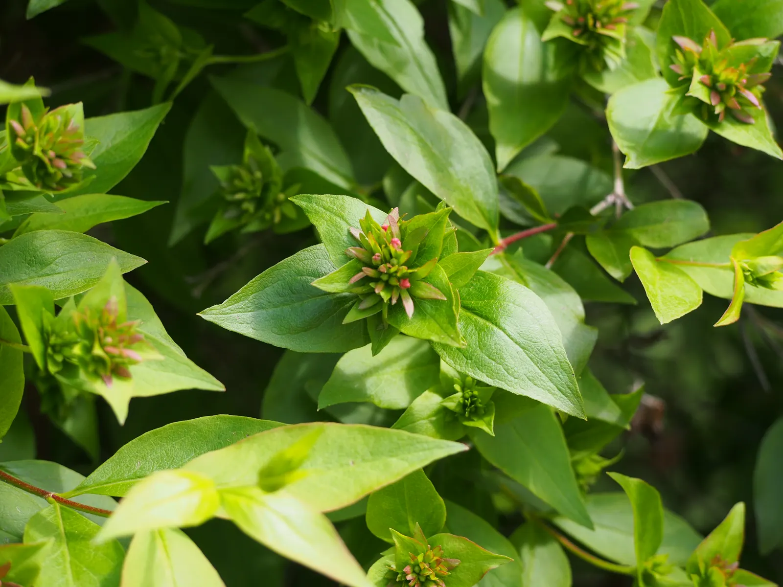 Fragrant Abelia (Abelia Mosanensis) — reaching up to 6 feet tall and wide; these blossoms are incredibly attractive to pollinators, adding a lively buzz to the