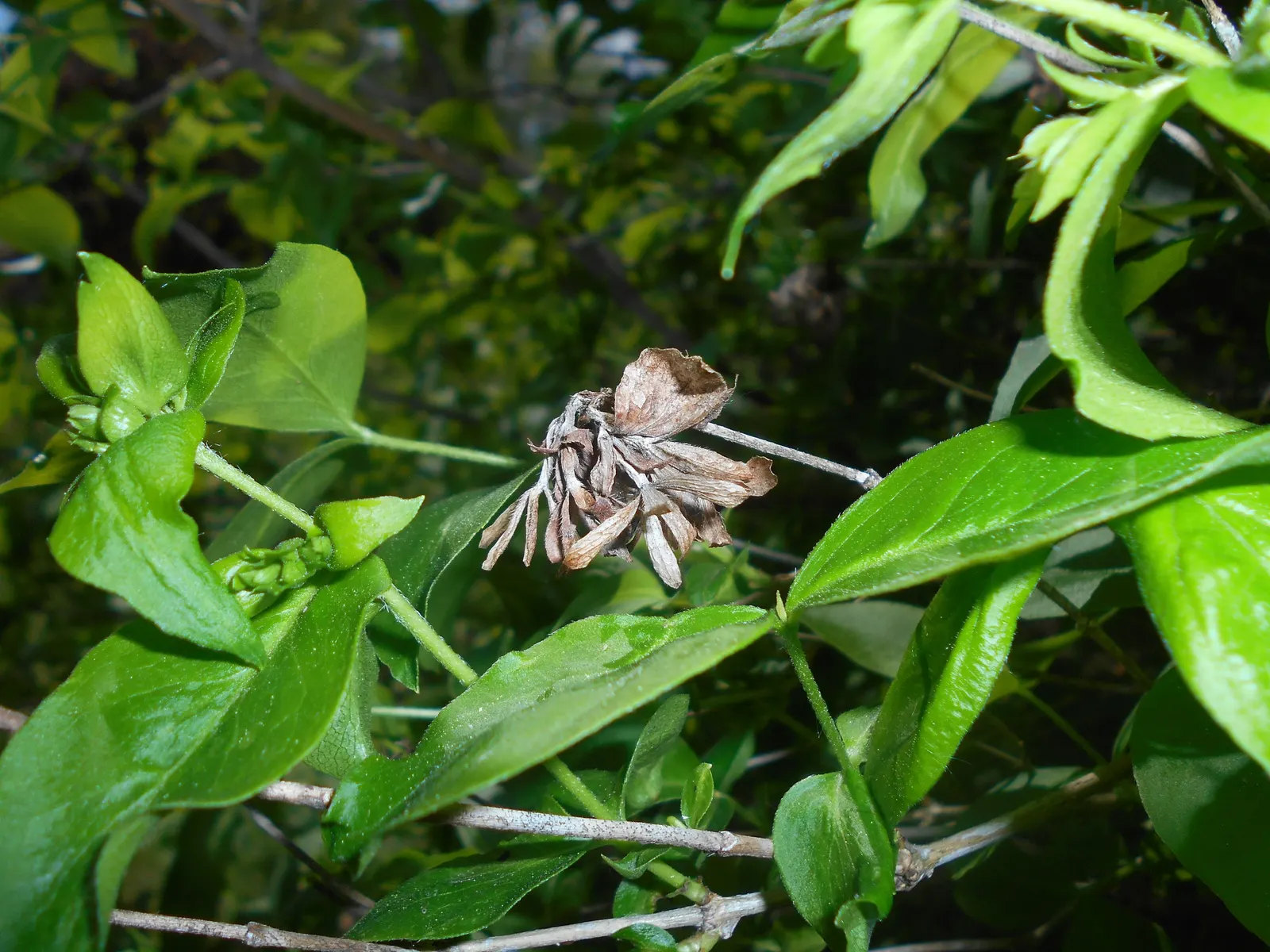 Fragrant Abelia (Abelia Mosanensis) — shrub for full or half or shade; abelia mosanensis provides an exceptional sensory experience for any garden setting