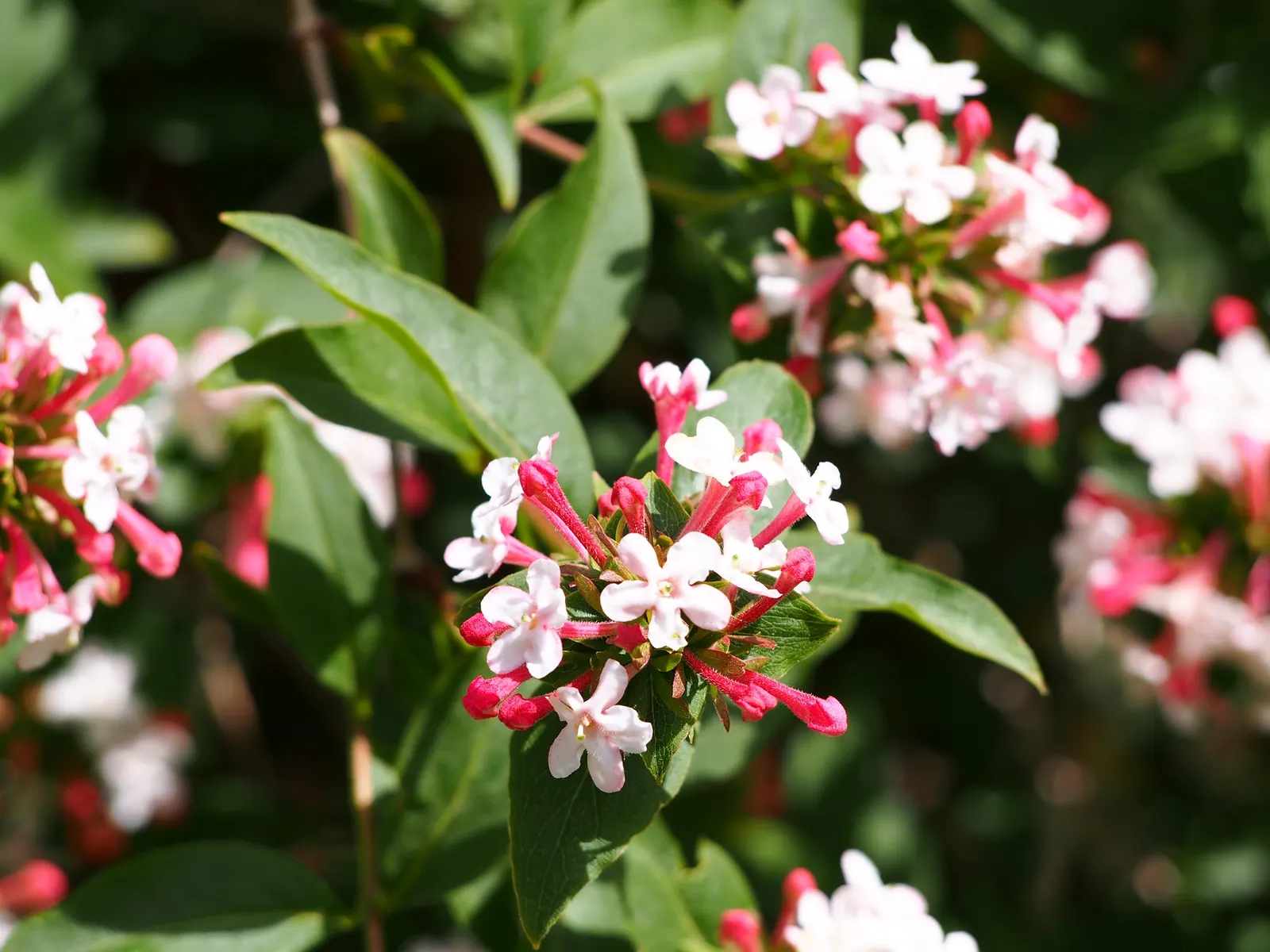 Fragrant Abelia (Abelia Mosanensis) — measuring about 2 to 3 inches long; the Fragrant Abelia (Abelia mosanensis) is a charming deciduous shrub