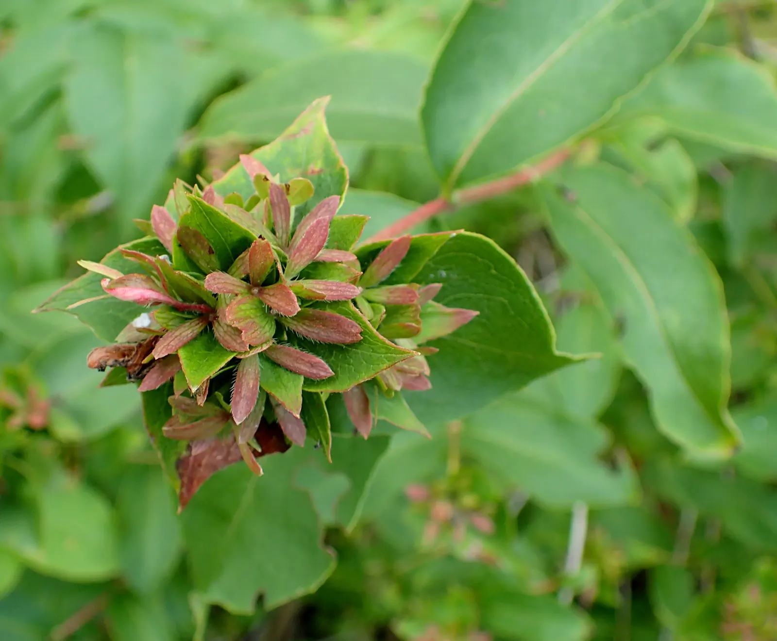 Fragrant Abelia (Abelia Mosanensis) — offering a striking contrast within the landscape.<br><br>Preferring full sun to partial shade
