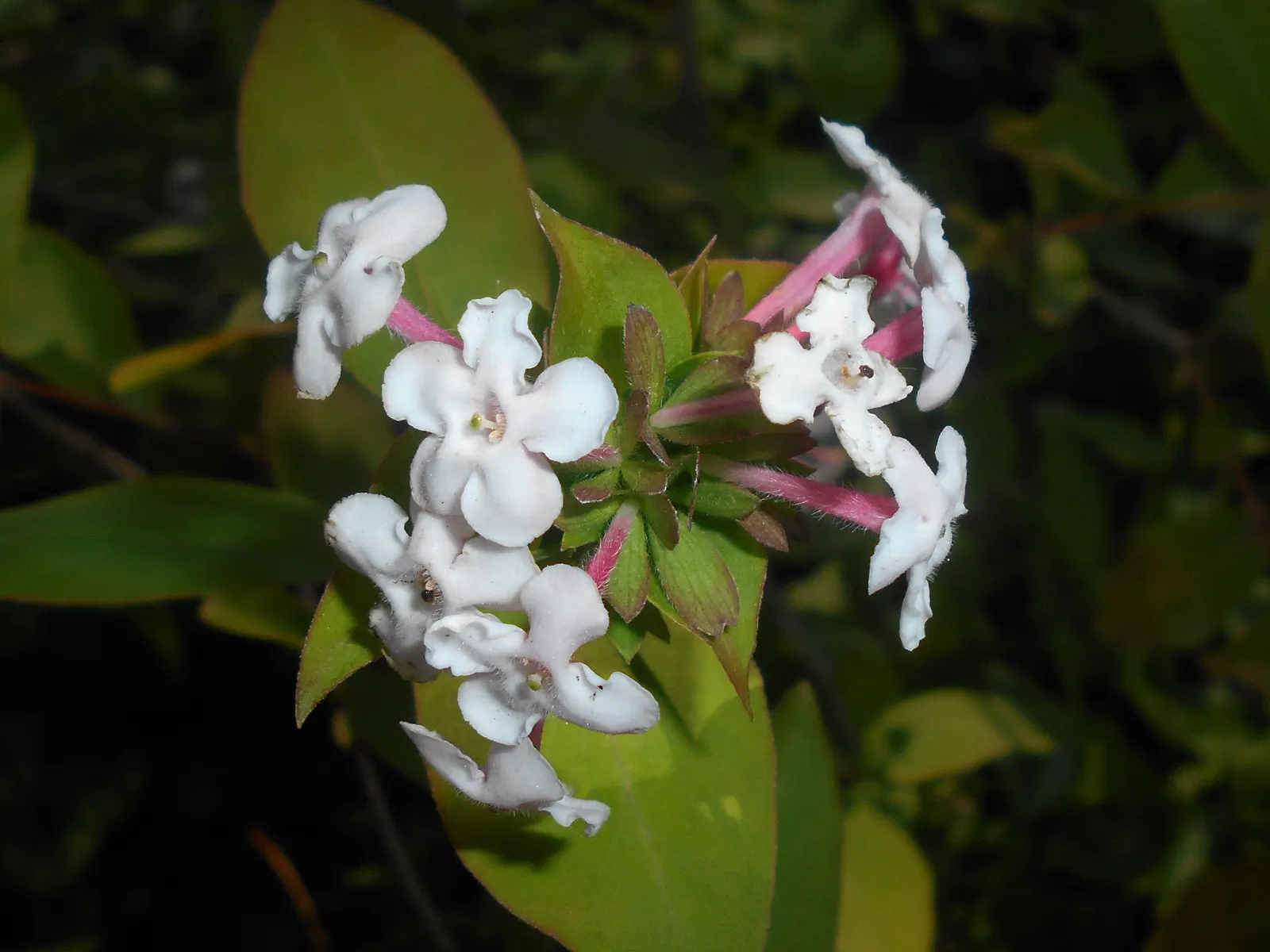 Fragrant Abelia (Abelia Mosanensis) — consider positioning it where its delightful scent can be enjoyed