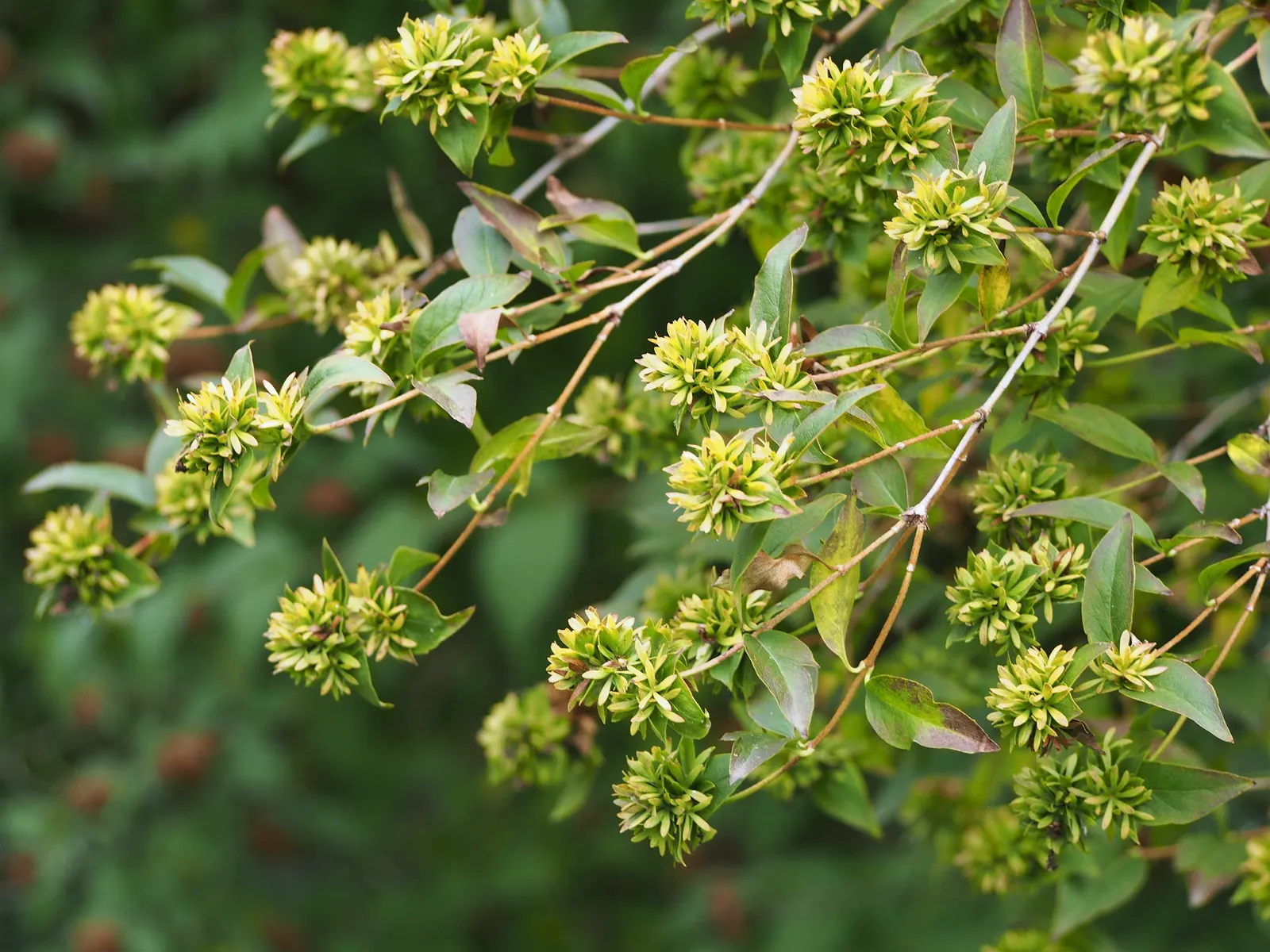 Fragrant Abelia (Abelia Mosanensis) — With its alluring blooms and autumnal color; like near a patio or along a garden path