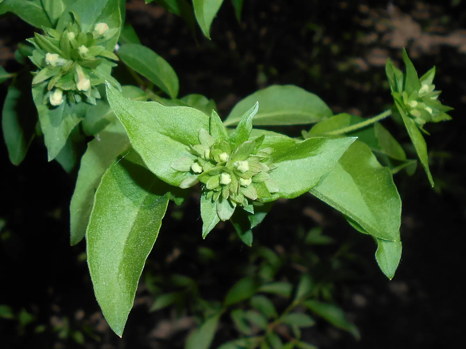 Fragrant Abelia (Abelia Mosanensis) — pink flowers in the garden
