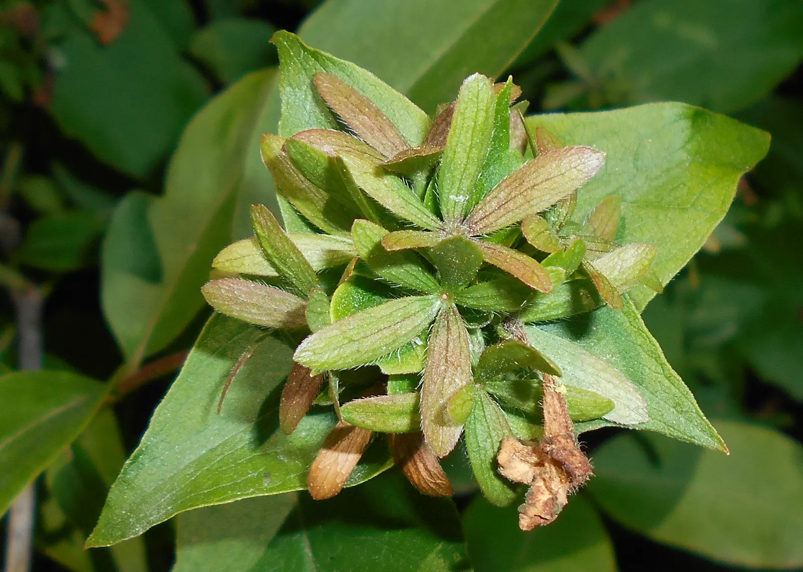 Fragrant Abelia (Abelia Mosanensis) — reaching up to 6 feet tall and wide; these blossoms are incredibly attractive to pollinators, adding a lively, image 52
