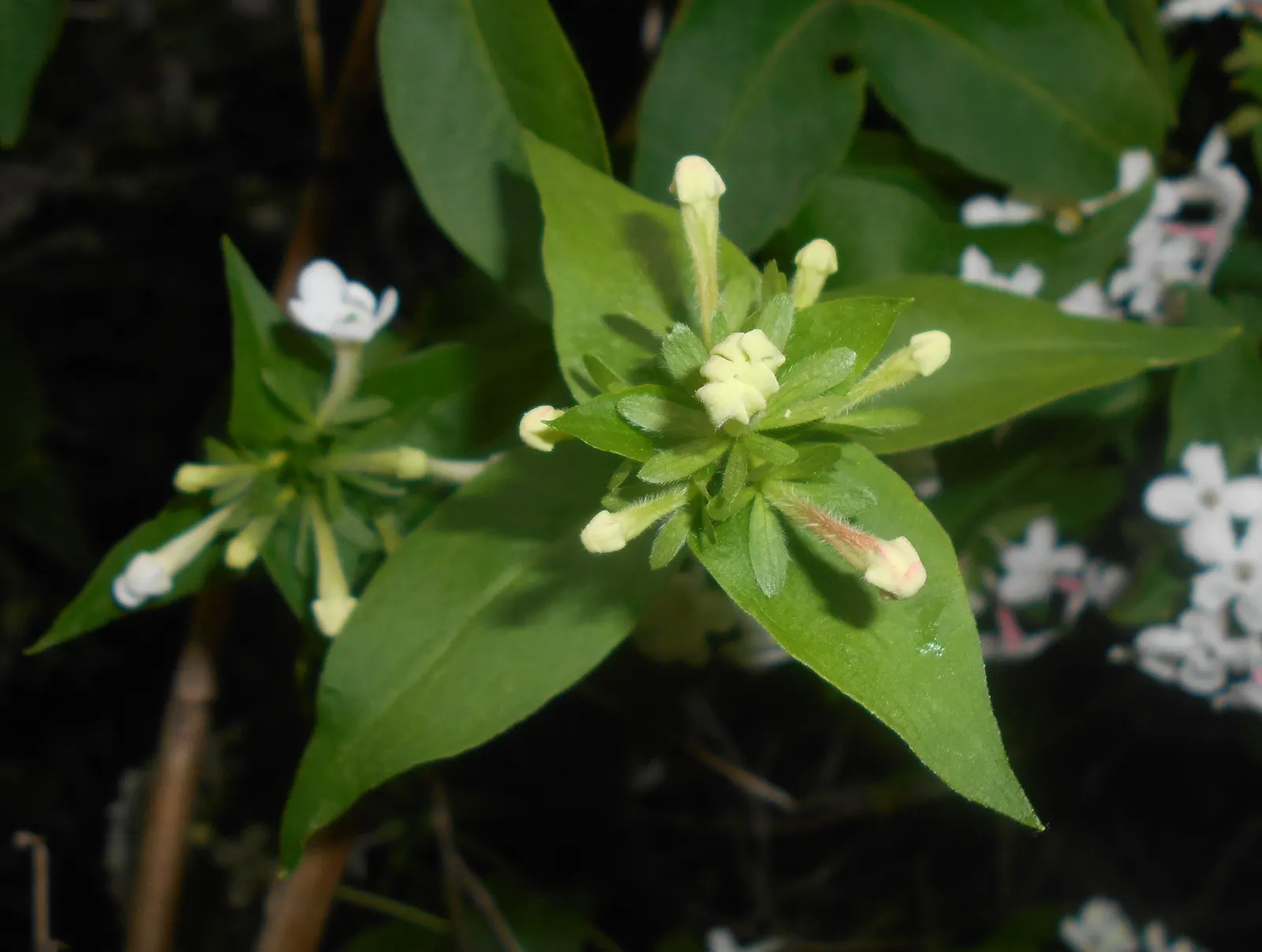 Fragrant Abelia (Abelia Mosanensis) — For optimal vigor and flowering, it is recommended to water regularly, particularly during extended dry spells; reaching