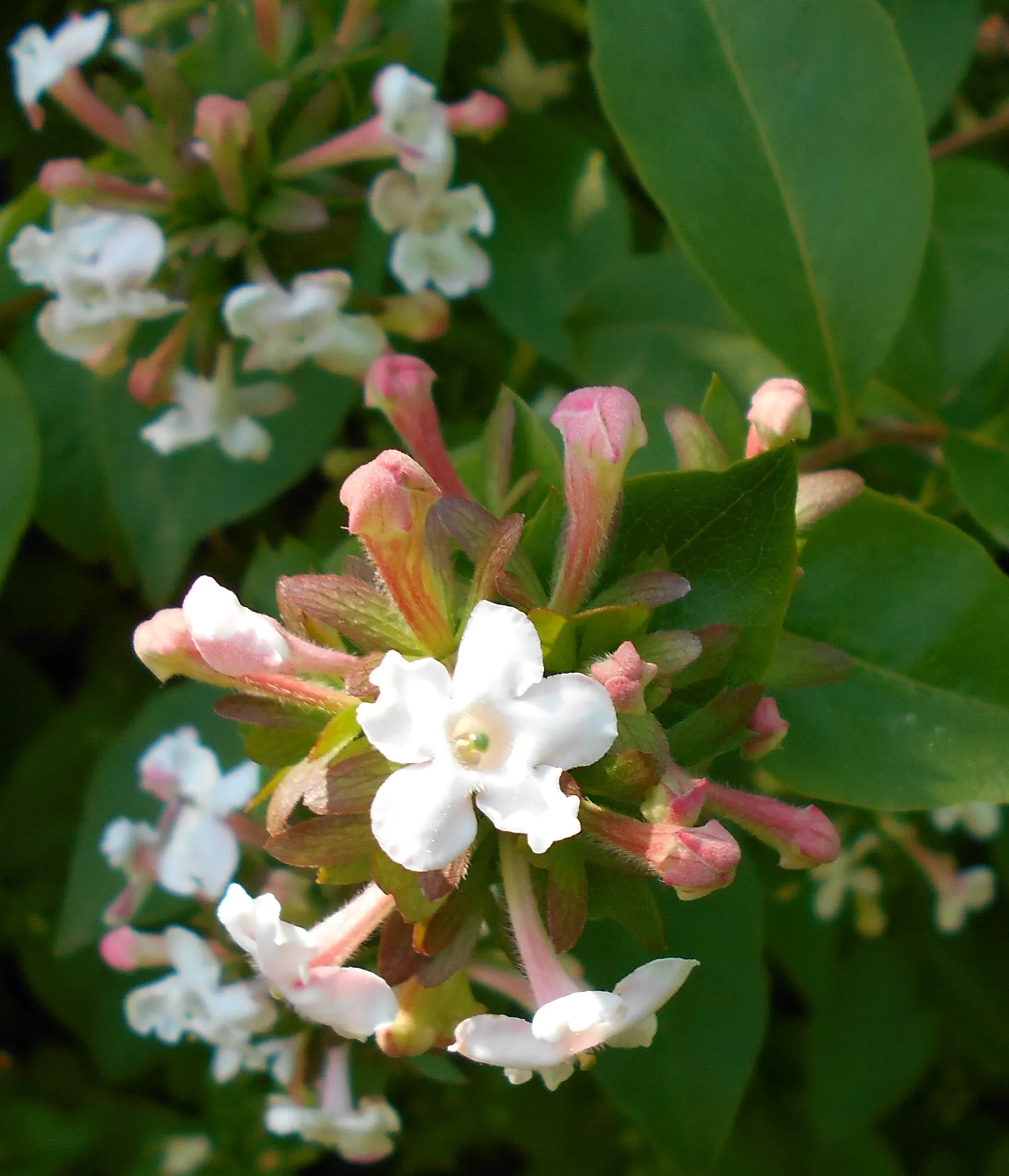 Fragrant Abelia (Abelia Mosanensis) — These blossoms are incredibly attractive to pollinators, adding a lively buzz to the garden