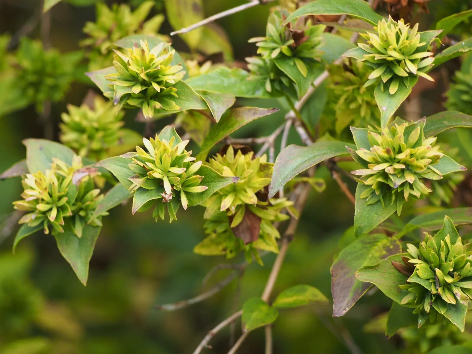 Fragrant Abelia (Abelia Mosanensis) — Regular pruning after flowering maintains its handsome shape and encourages robust new growth