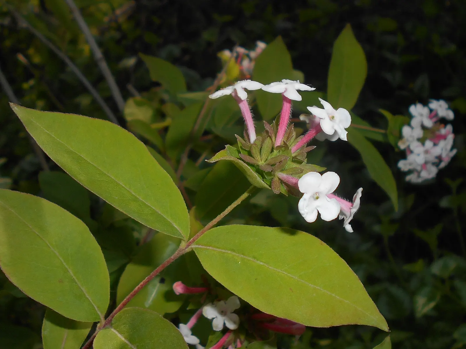Fragrant Abelia (Abelia Mosanensis) — With its alluring blooms and autumnal color