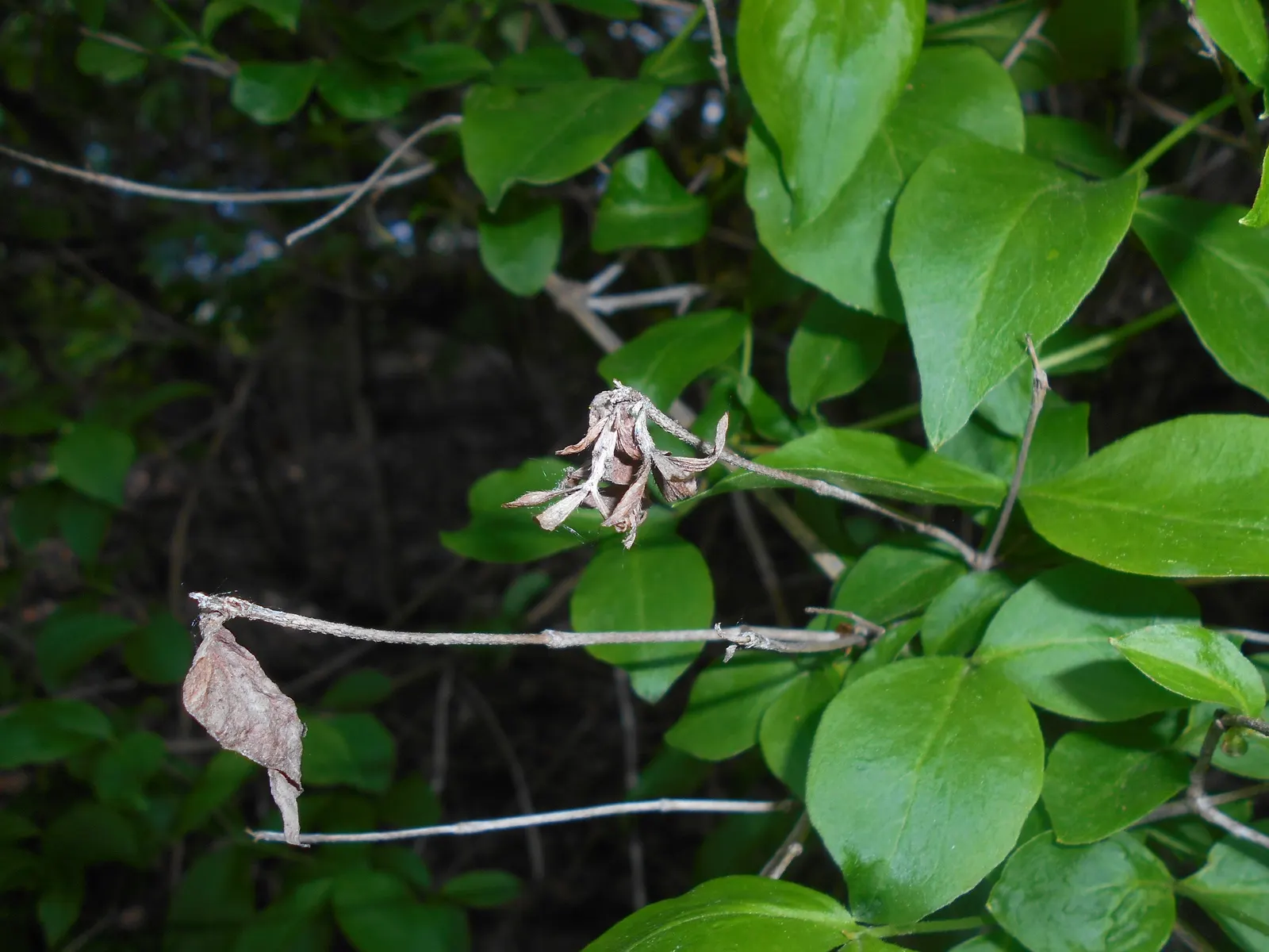 Fragrant Abelia (Abelia Mosanensis) — reaching up to 6 feet tall and wide