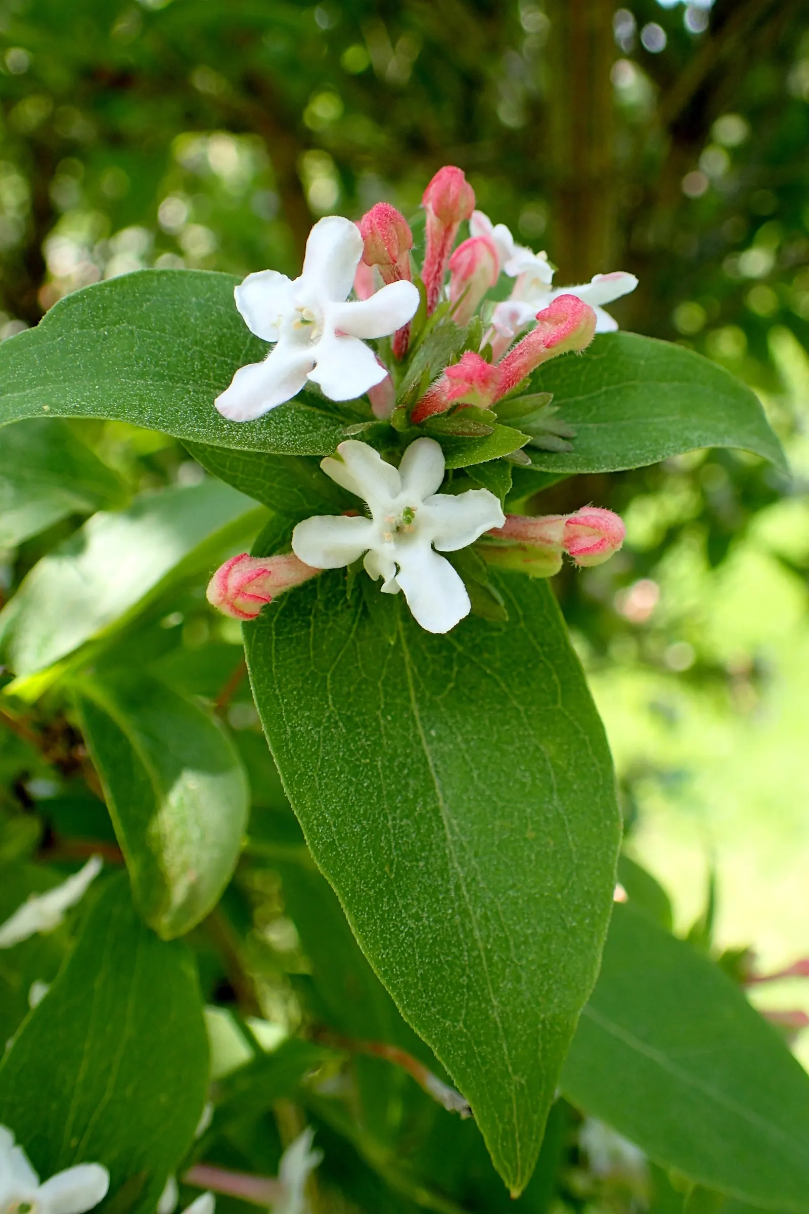 Fragrant Abelia (Abelia Mosanensis) — Its green foliage turns to alluring hues of orange and red in fall; shrub for full or half or shade, image 54