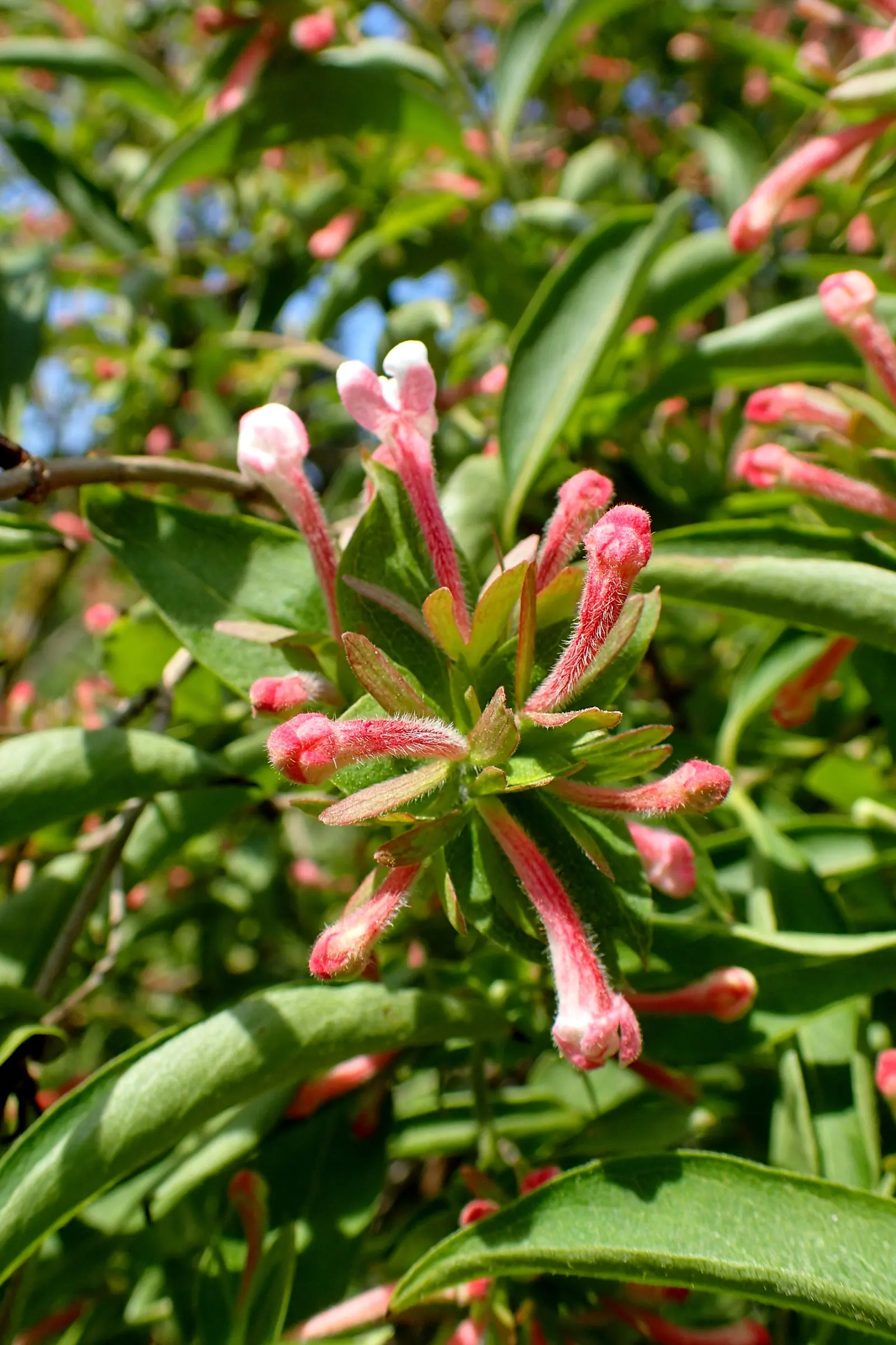 Fragrant Abelia (Abelia Mosanensis) — it withstands winter temperatures down to -20&deg;F.<br><br>When integrating the Fragrant Abelia into a design