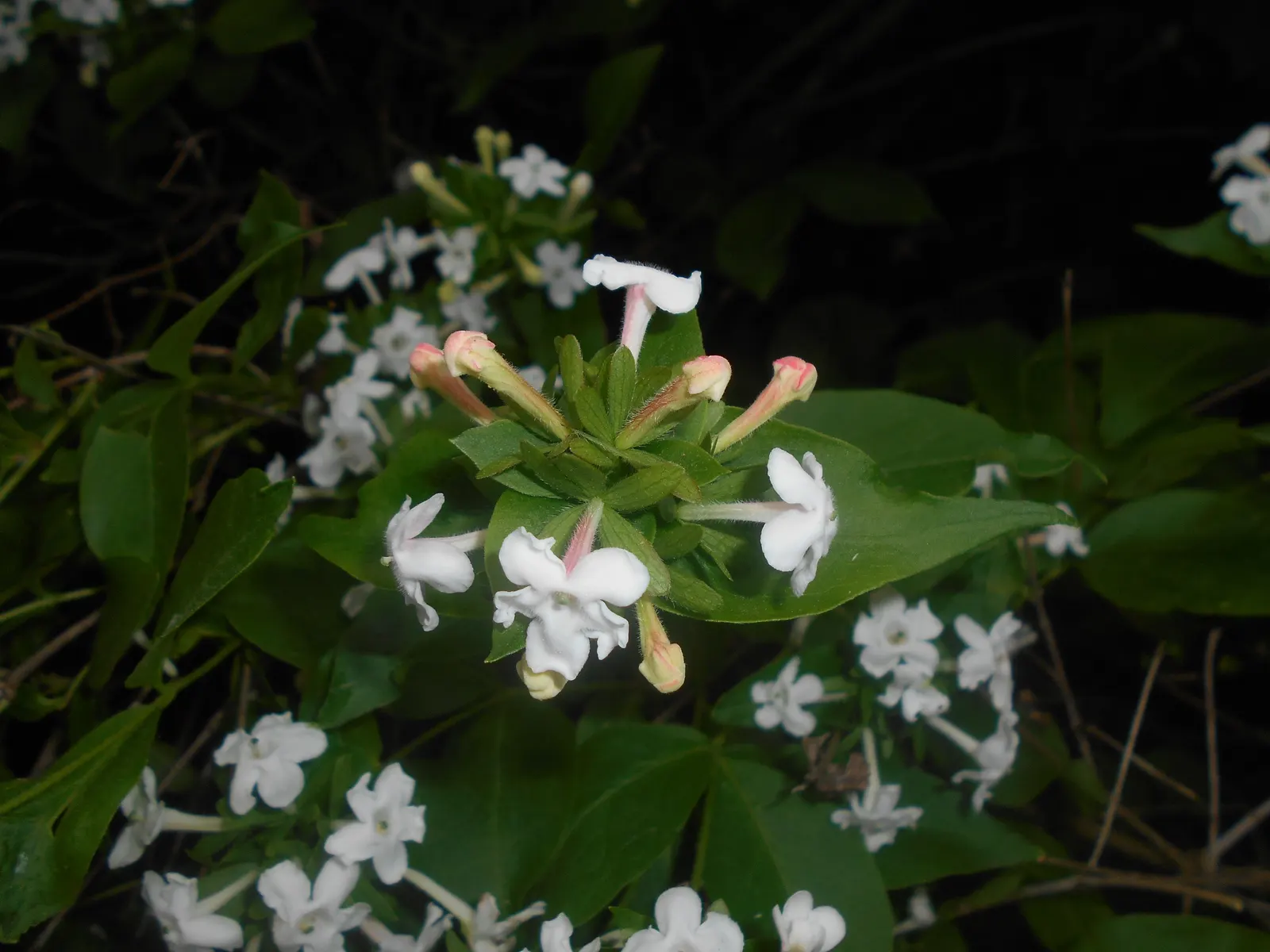 Fragrant Abelia (Abelia Mosanensis) — The Fragrant Abelia (Abelia mosanensis) is a deciduous shrub with a graceful arching habit
