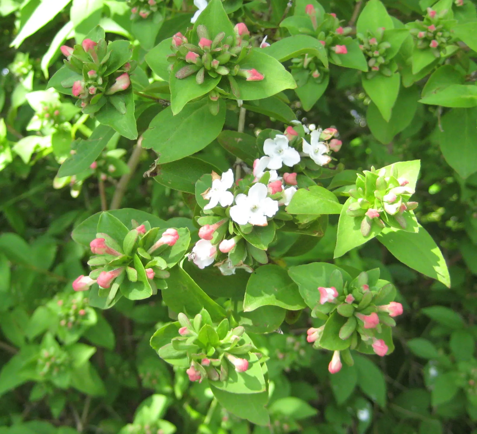 Fragrant Abelia (Abelia Mosanensis) — This hardy plant offers fragrant, bell-shaped pink blooms in late spring, attracting pollinators