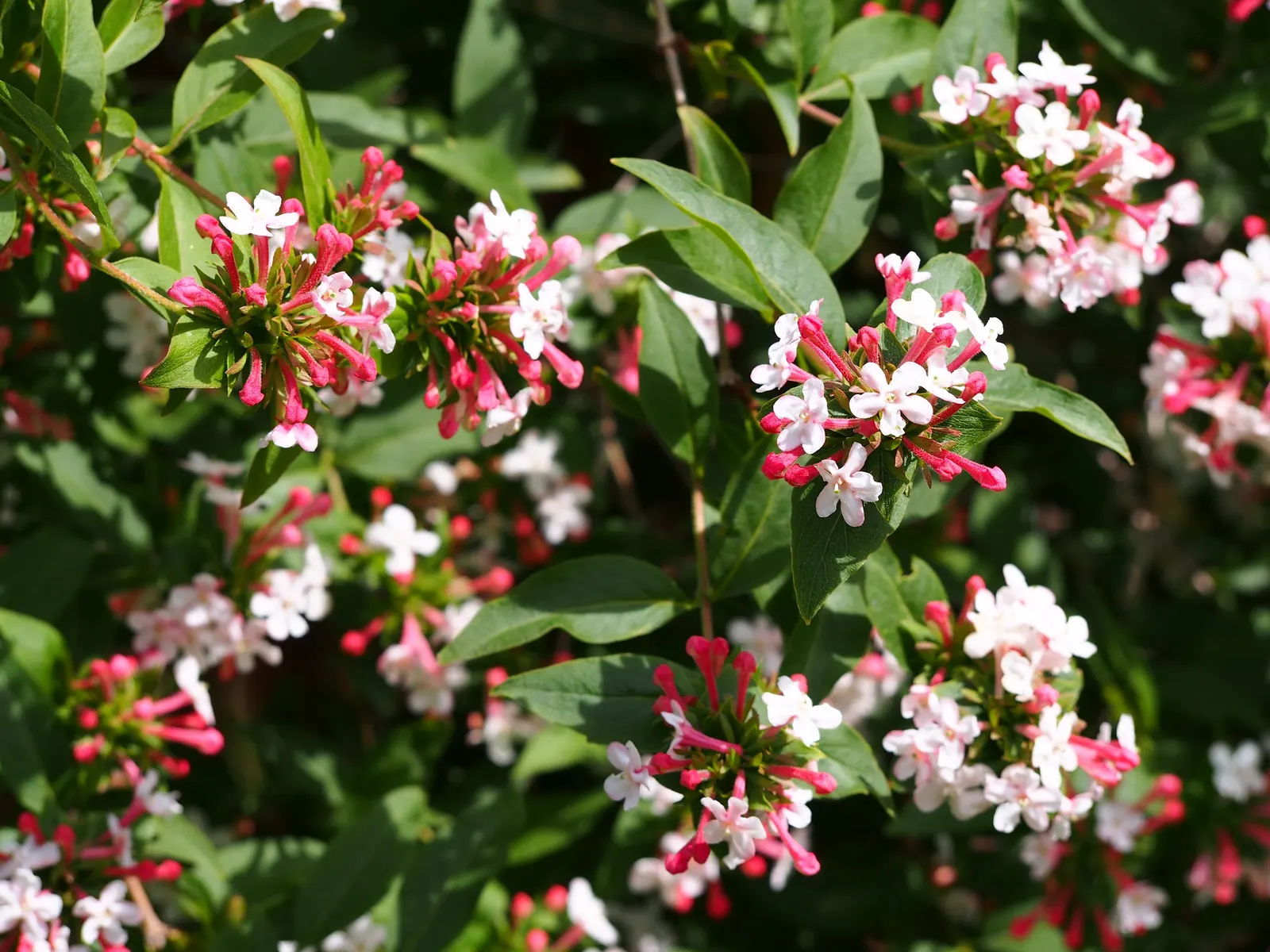 Fragrant Abelia (Abelia Mosanensis) — Ideal for mixed borders, Abelia thrives in full sun to part shade in well-draining soil