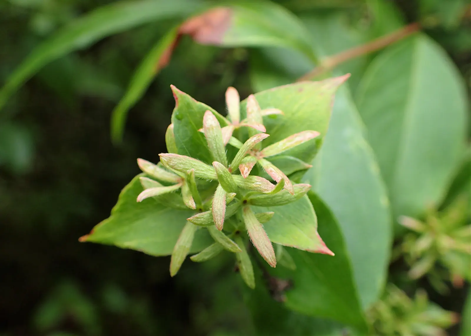 Fragrant Abelia (Abelia Mosanensis) — The Fragrant Abelia (Abelia mosanensis) is a deciduous shrub with a graceful arching habit; its green foliage turns to