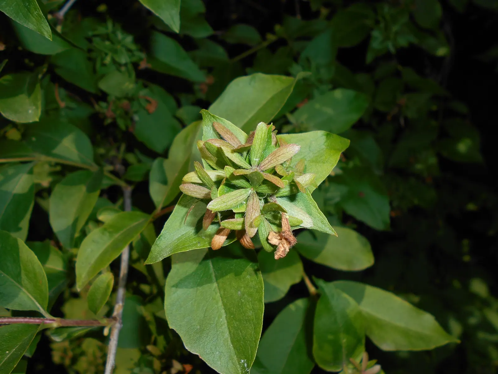 Fragrant Abelia (Abelia Mosanensis) — Ideal for mixed borders, Abelia thrives in full sun to part shade in well-draining soil; prized for its, image 55