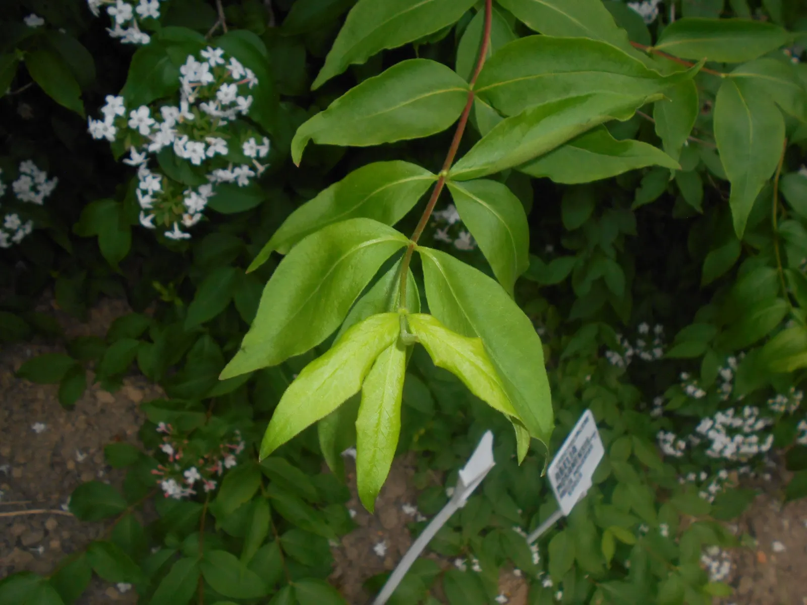 Fragrant Abelia (Abelia Mosanensis) — like near a patio or along a garden path; ideal for mixed borders, Abelia thrives in full sun to part shade in