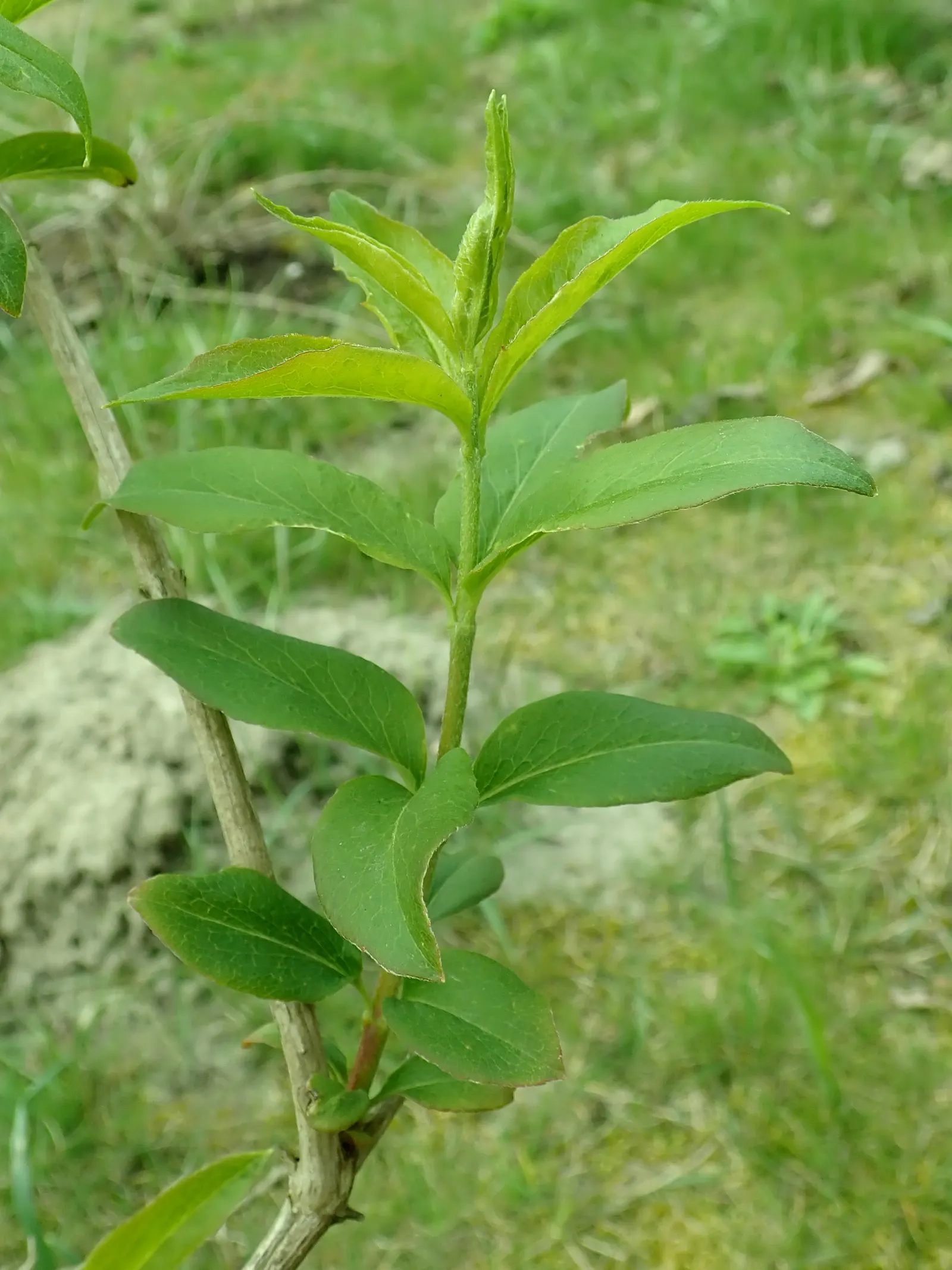 Fragrant Abelia (Abelia Mosanensis) — Hardy in Zones 5 through 8